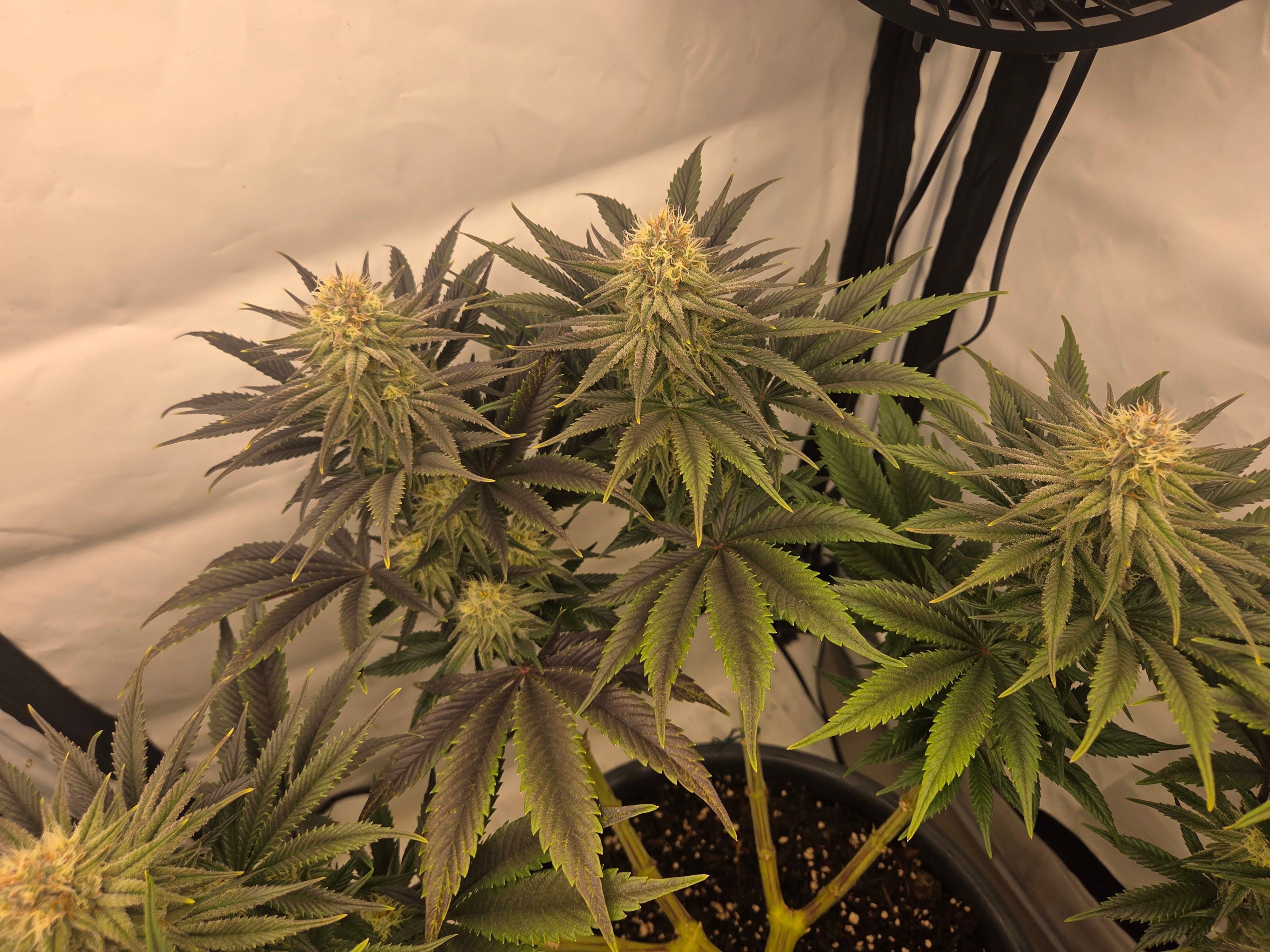 Biscotti πͺβοΈ growlog photo 78
