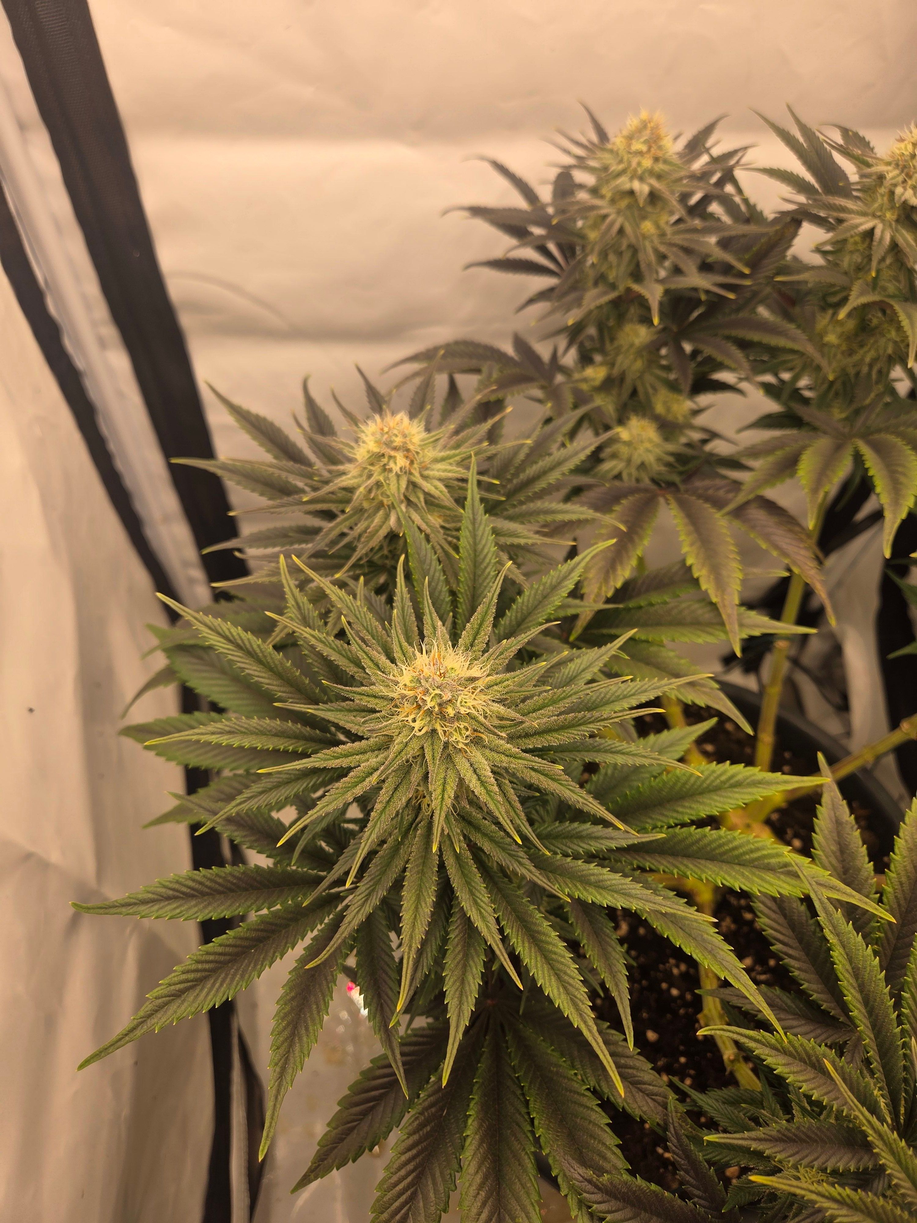 Biscotti πͺβοΈ growlog photo 79