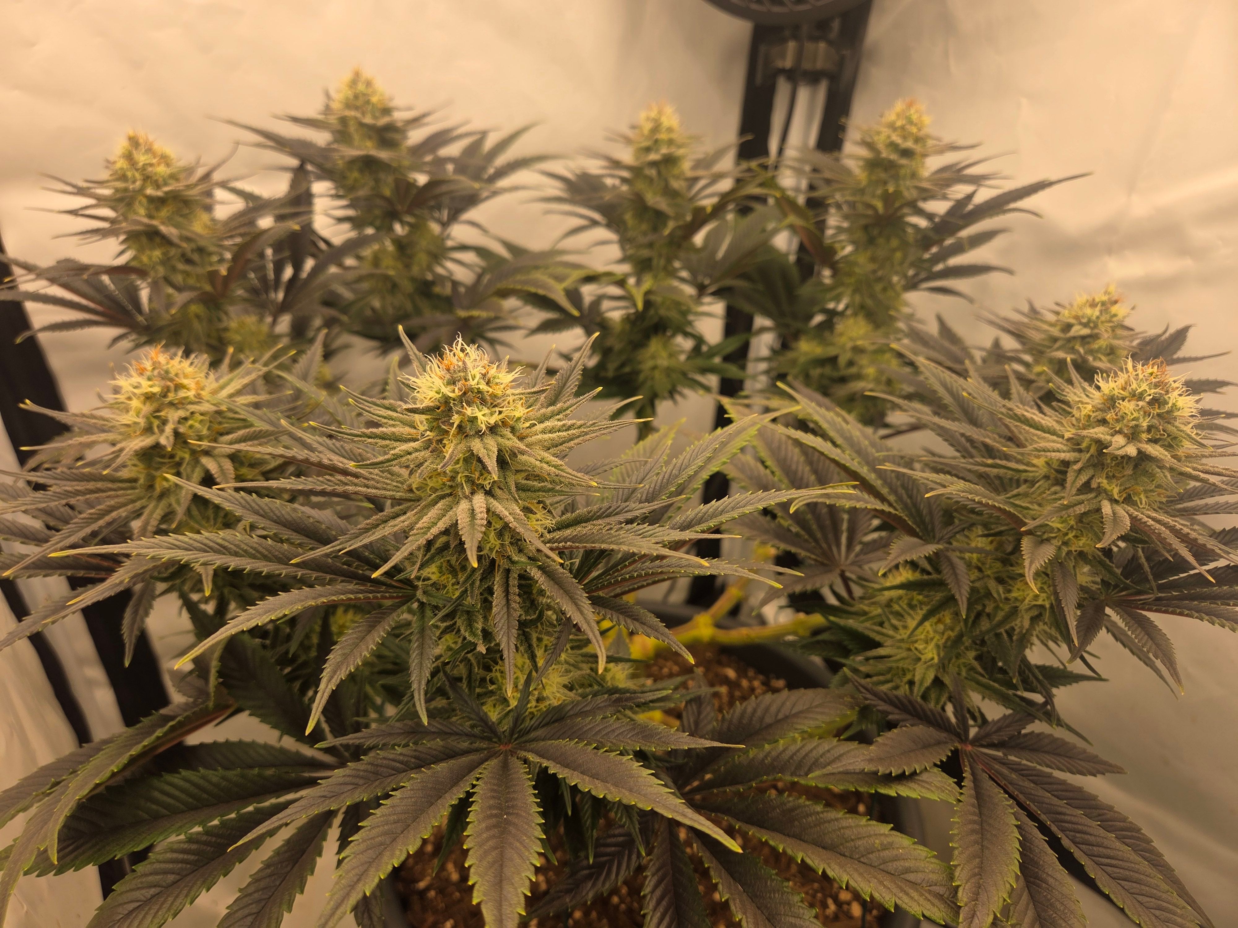 Biscotti πͺβοΈ growlog photo 84