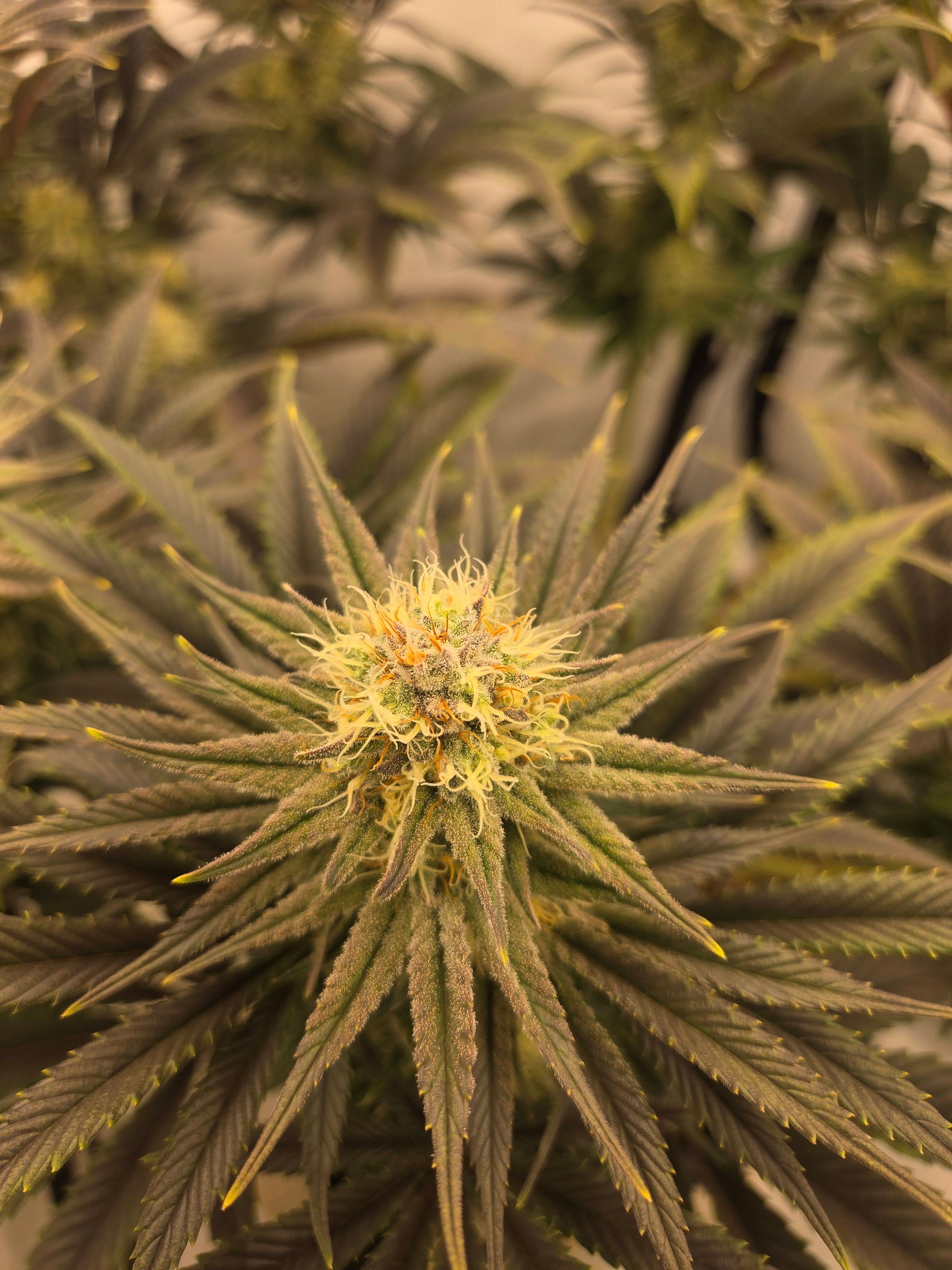 Biscotti πͺβοΈ growlog photo 82