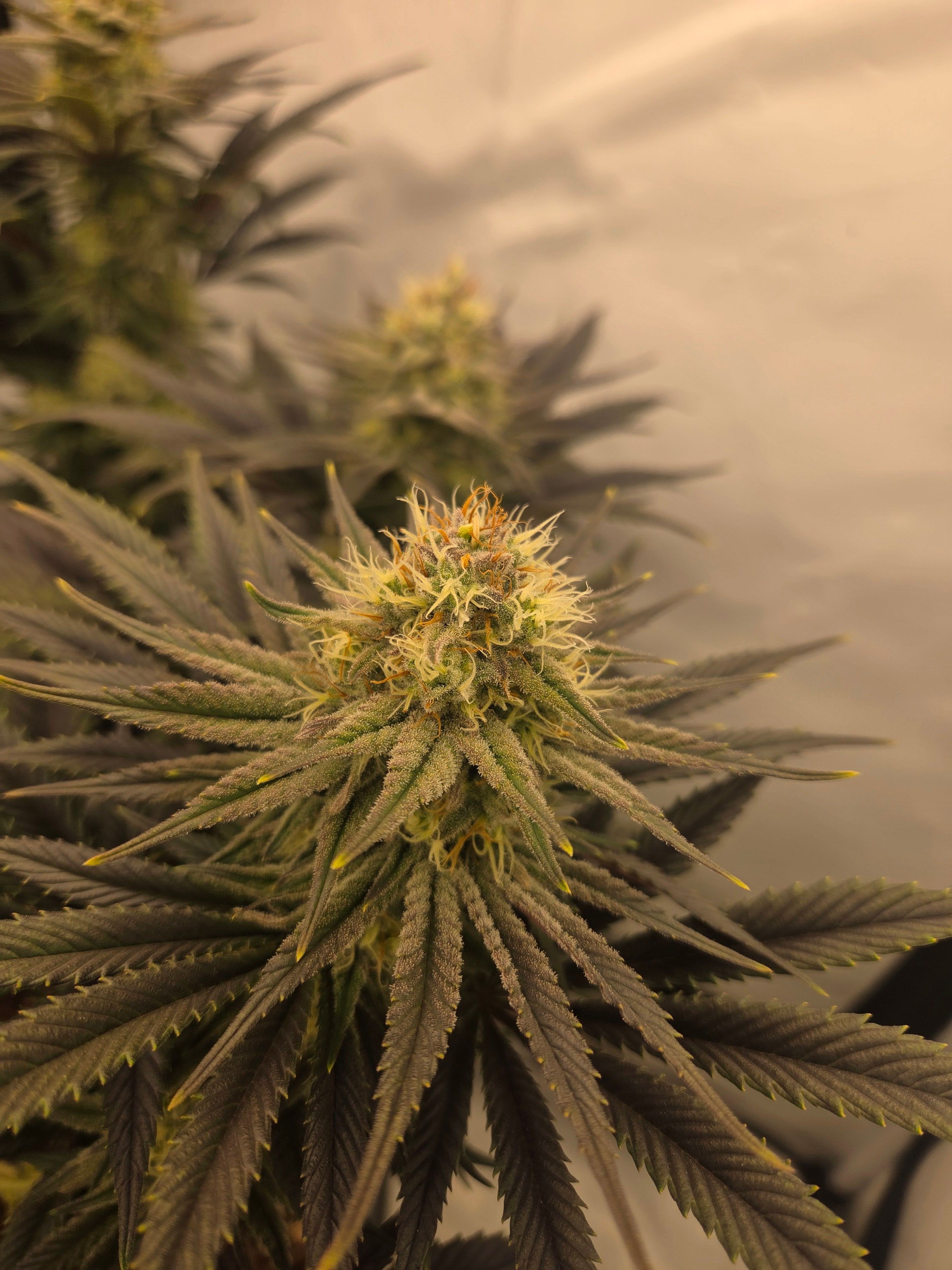 Biscotti πͺβοΈ growlog photo 83