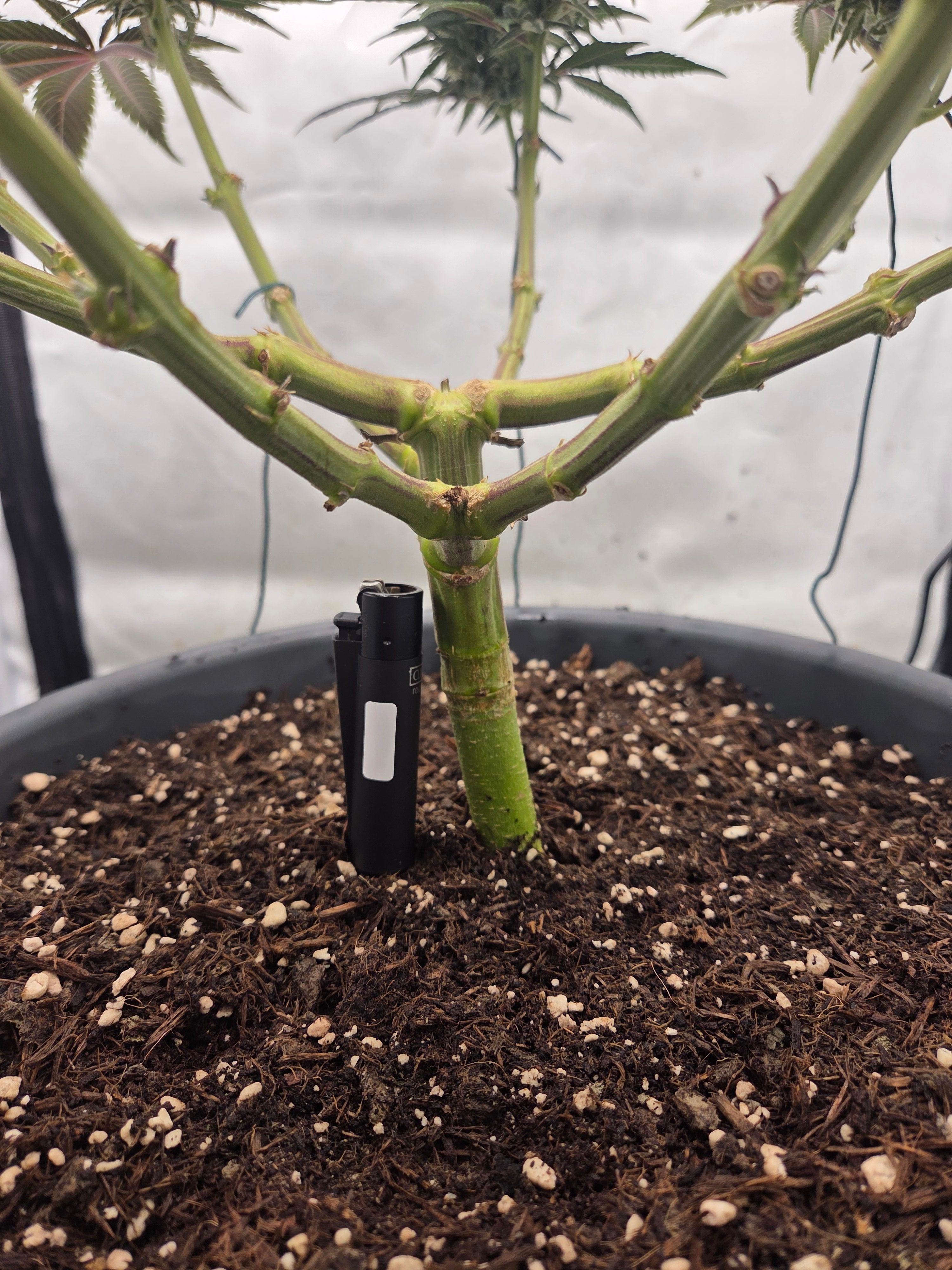 Biscotti πͺβοΈ growlog photo 86