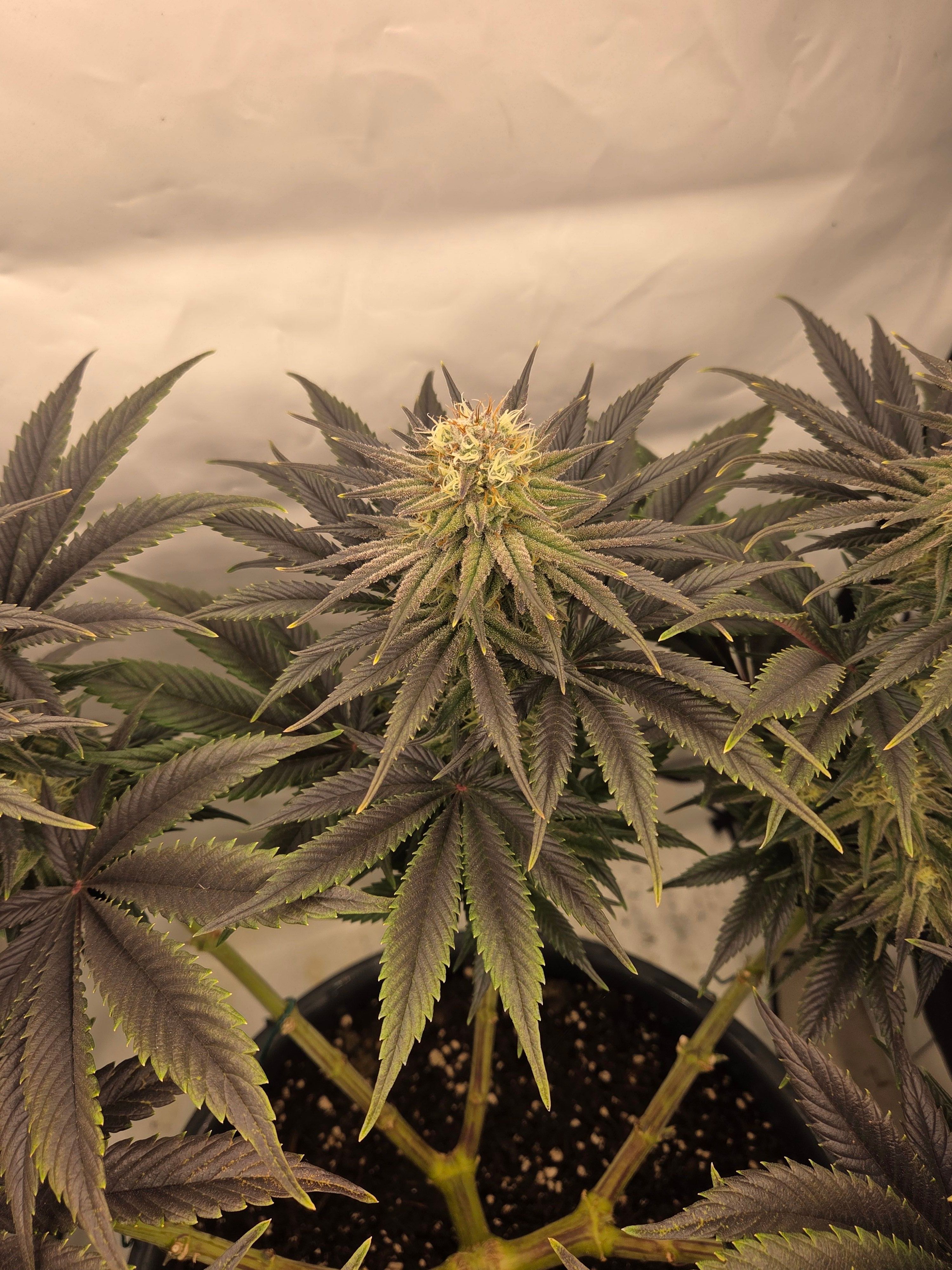 Biscotti πͺβοΈ growlog photo 85