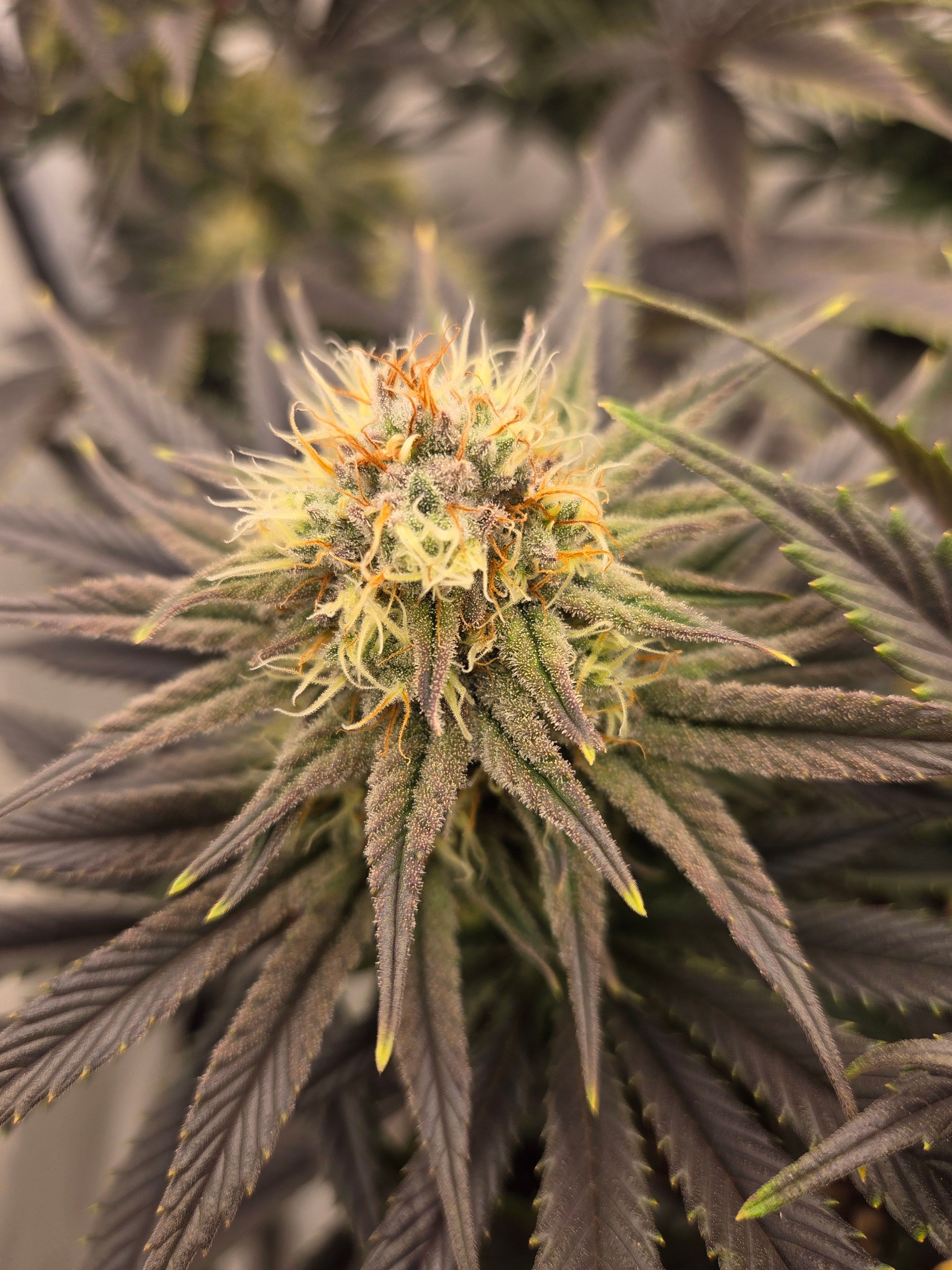 Biscotti πͺβοΈ growlog photo 87