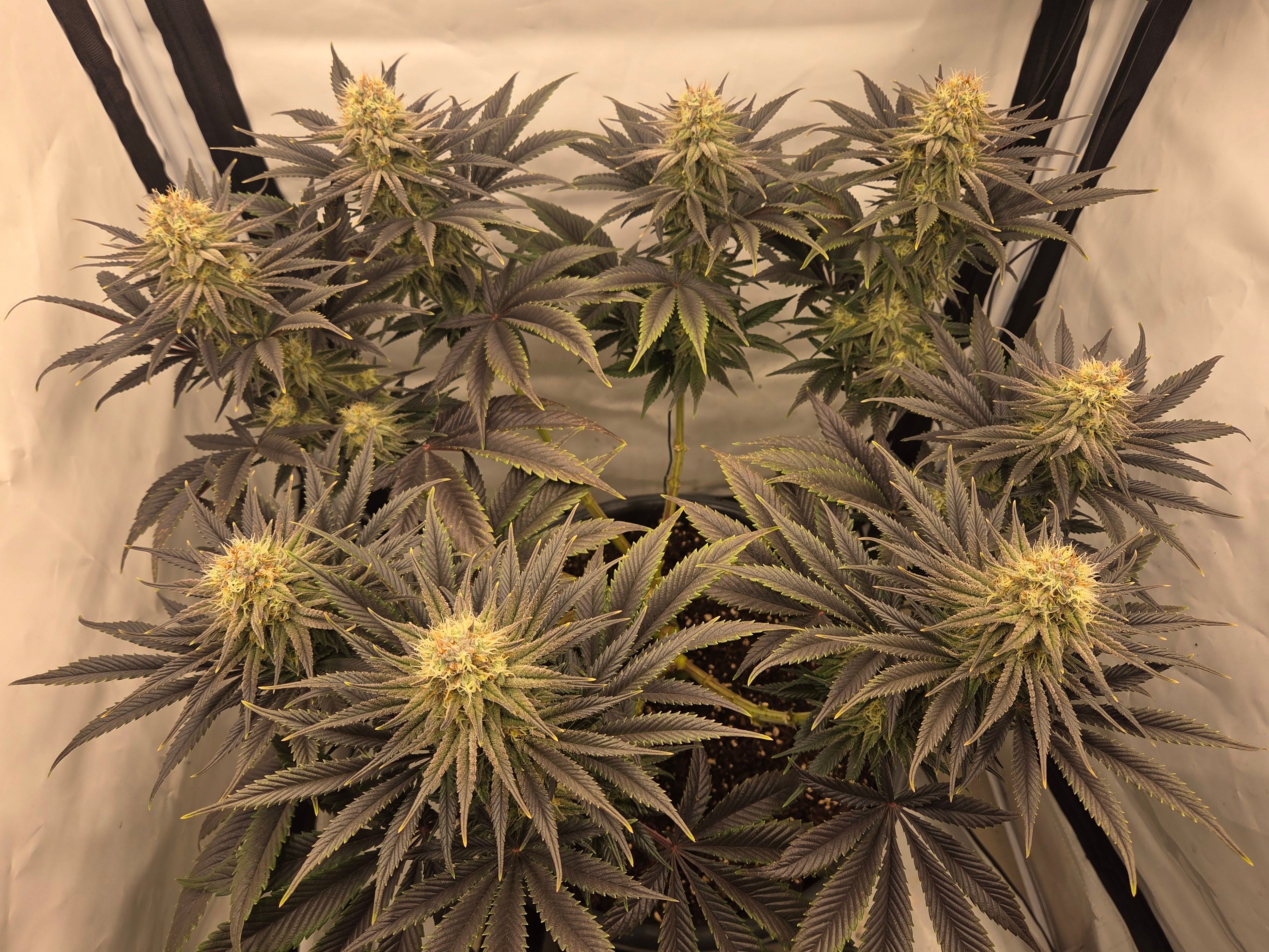 Biscotti πͺβοΈ growlog photo 88