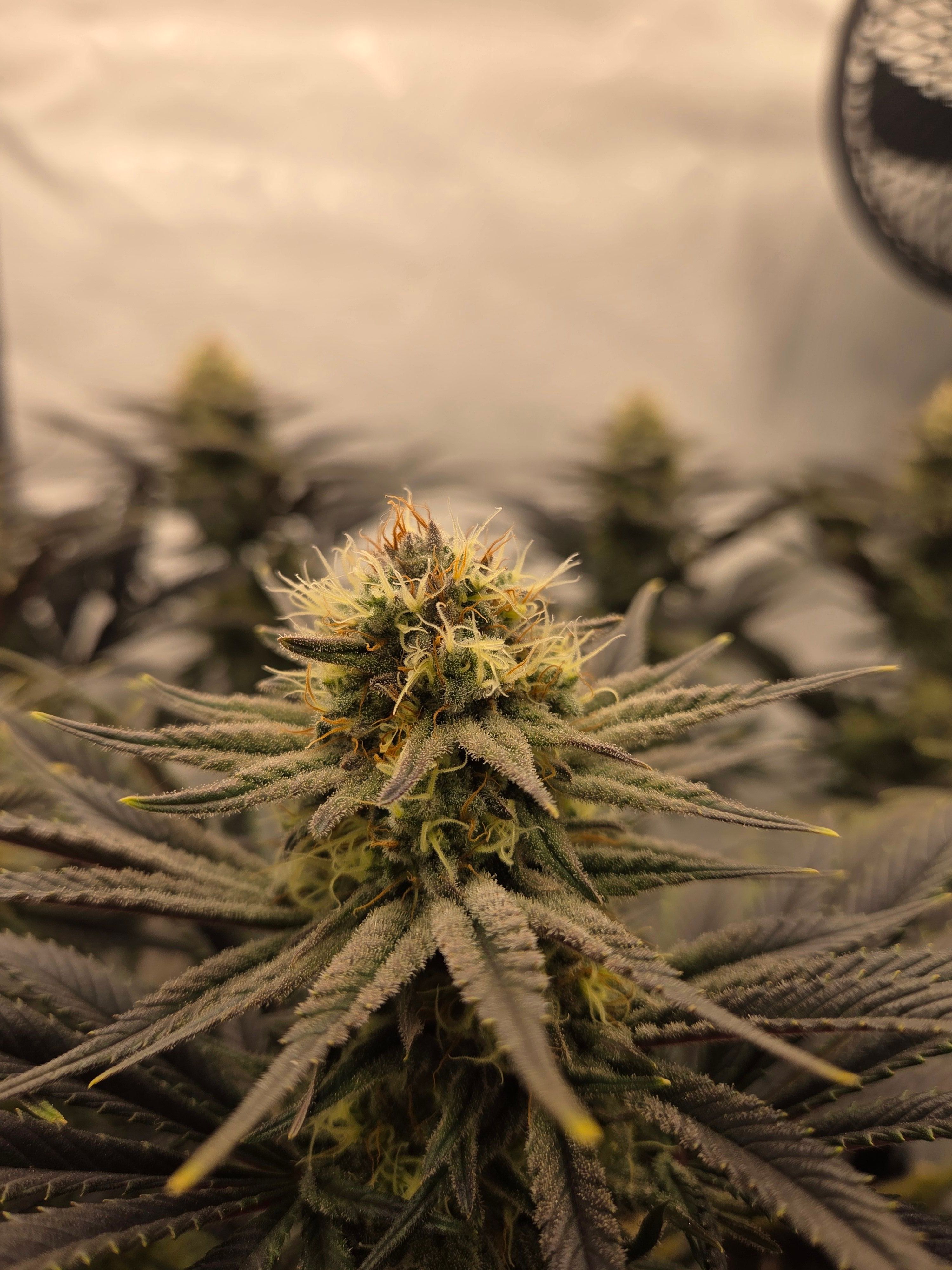 Biscotti πͺβοΈ growlog photo 90