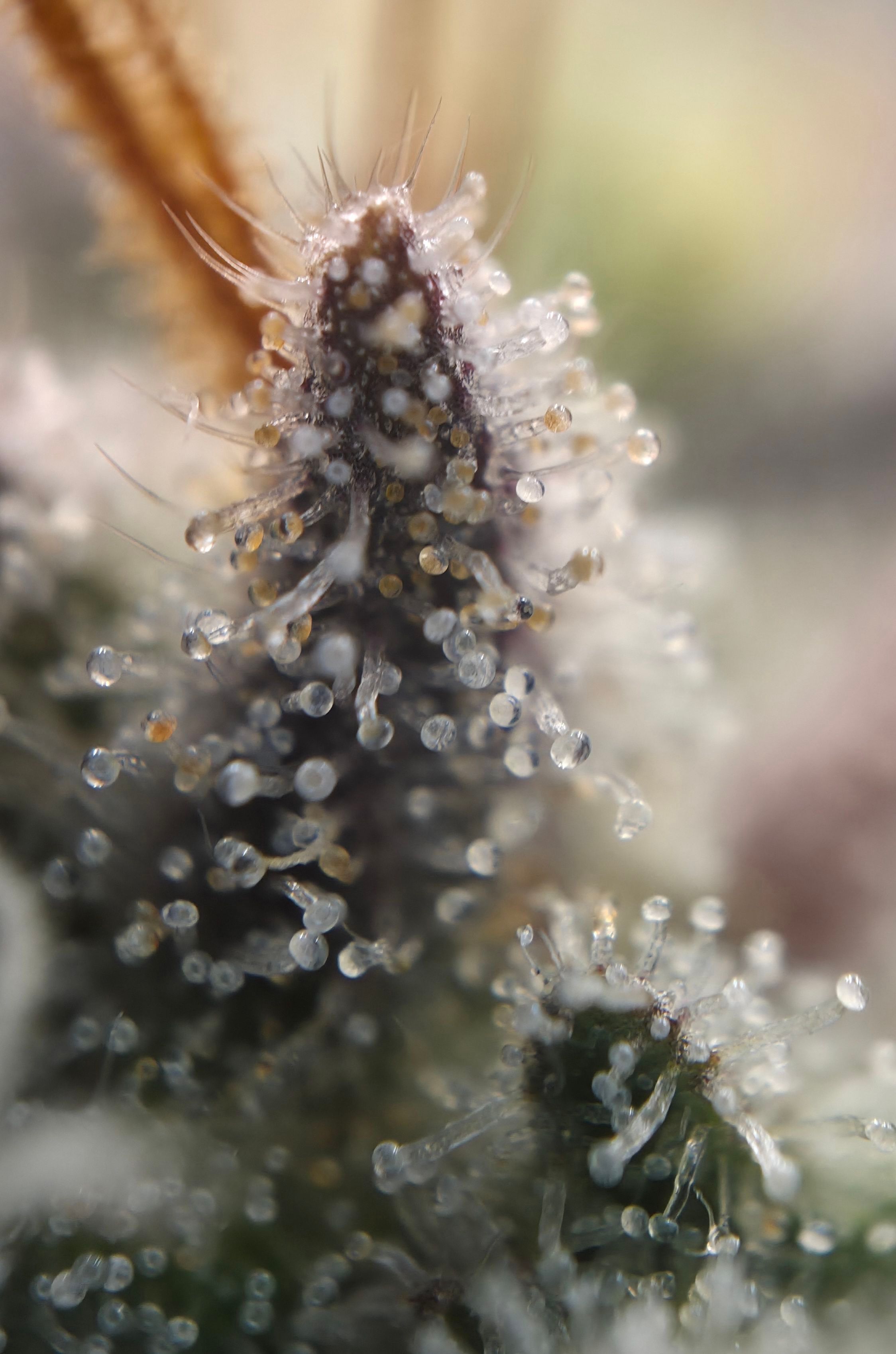 Biscotti πͺβοΈ growlog photo 91