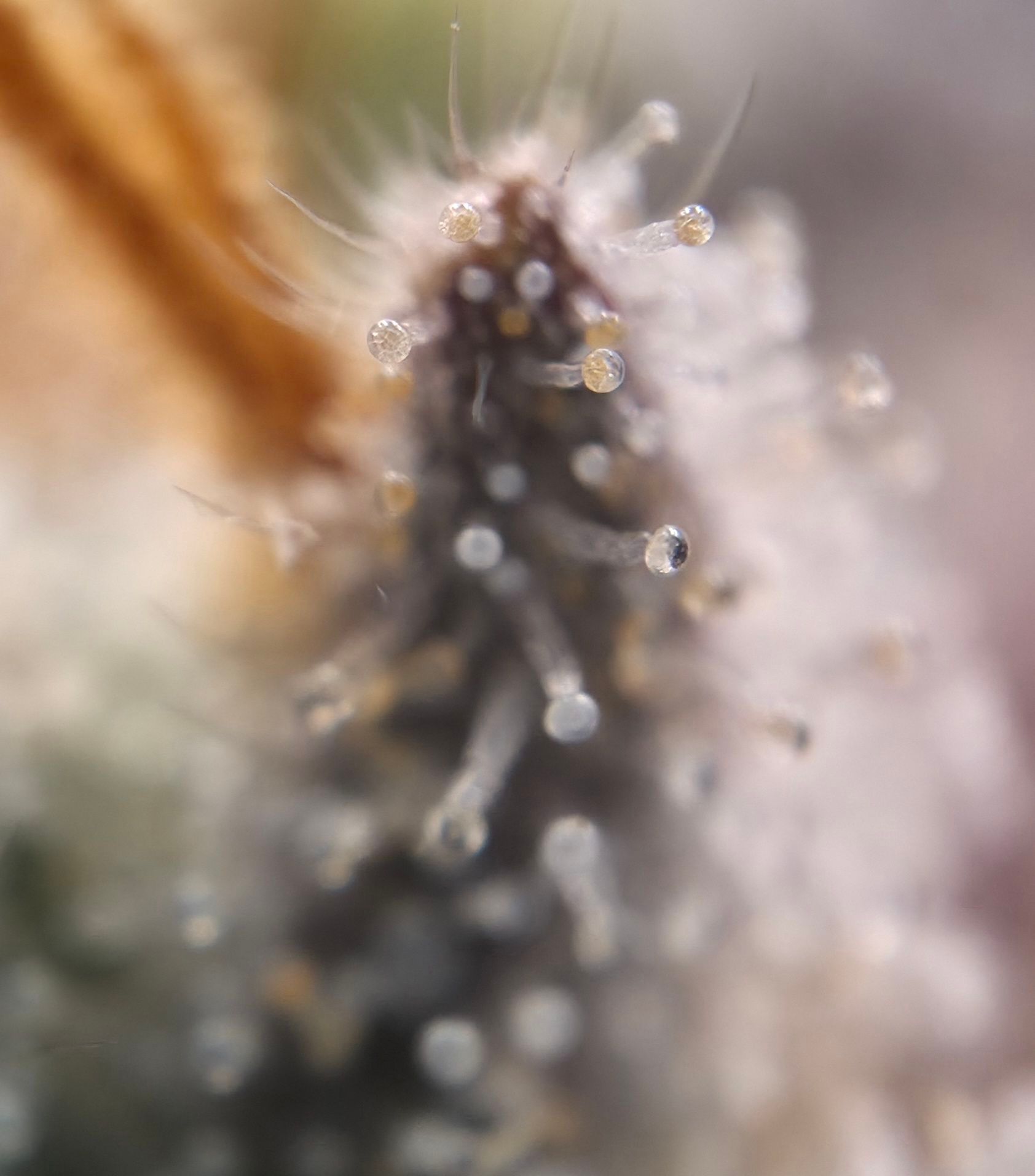 Biscotti πͺβοΈ growlog photo 92