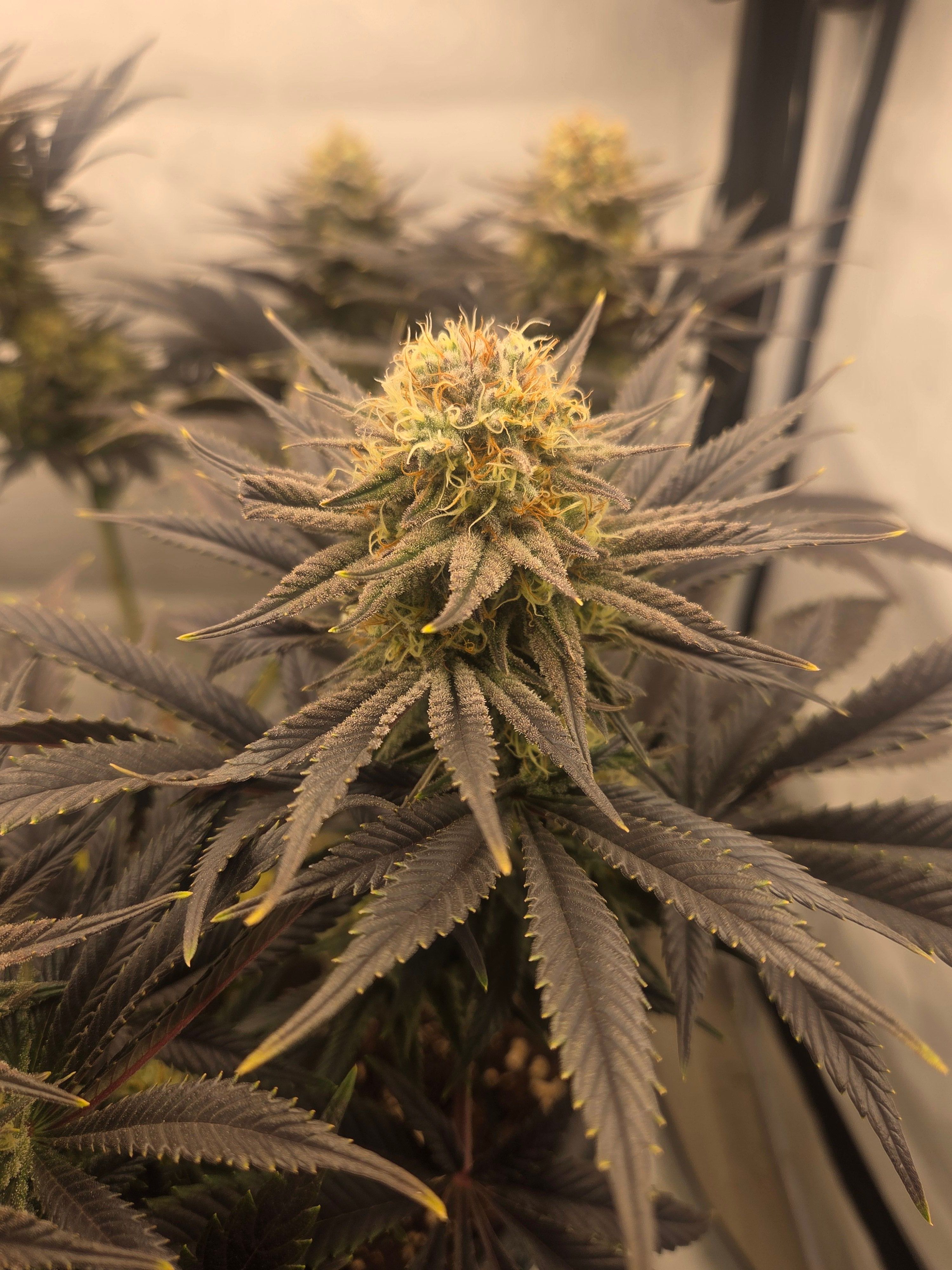 Biscotti πͺβοΈ growlog photo 94