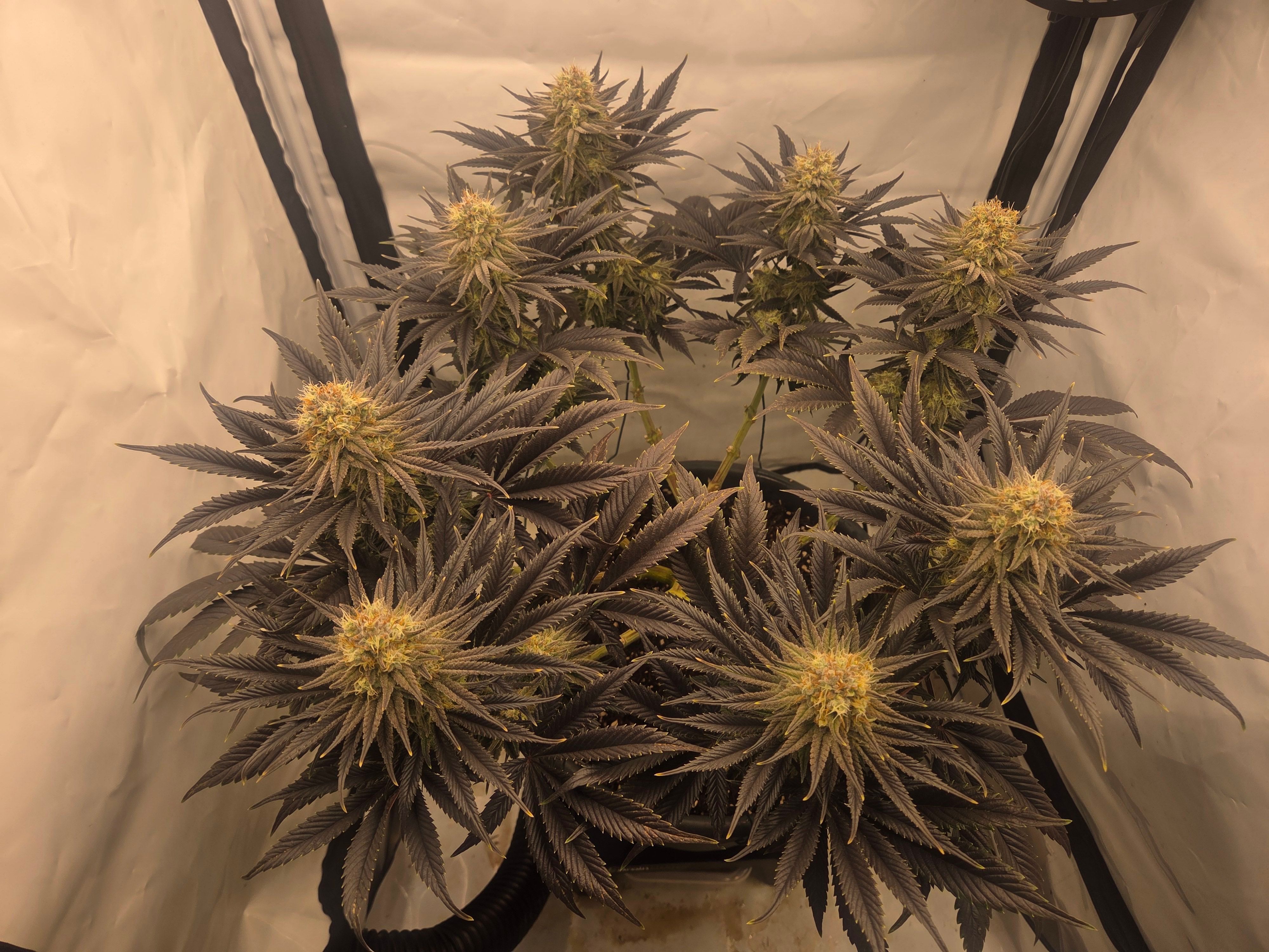 Biscotti πͺβοΈ growlog photo 93