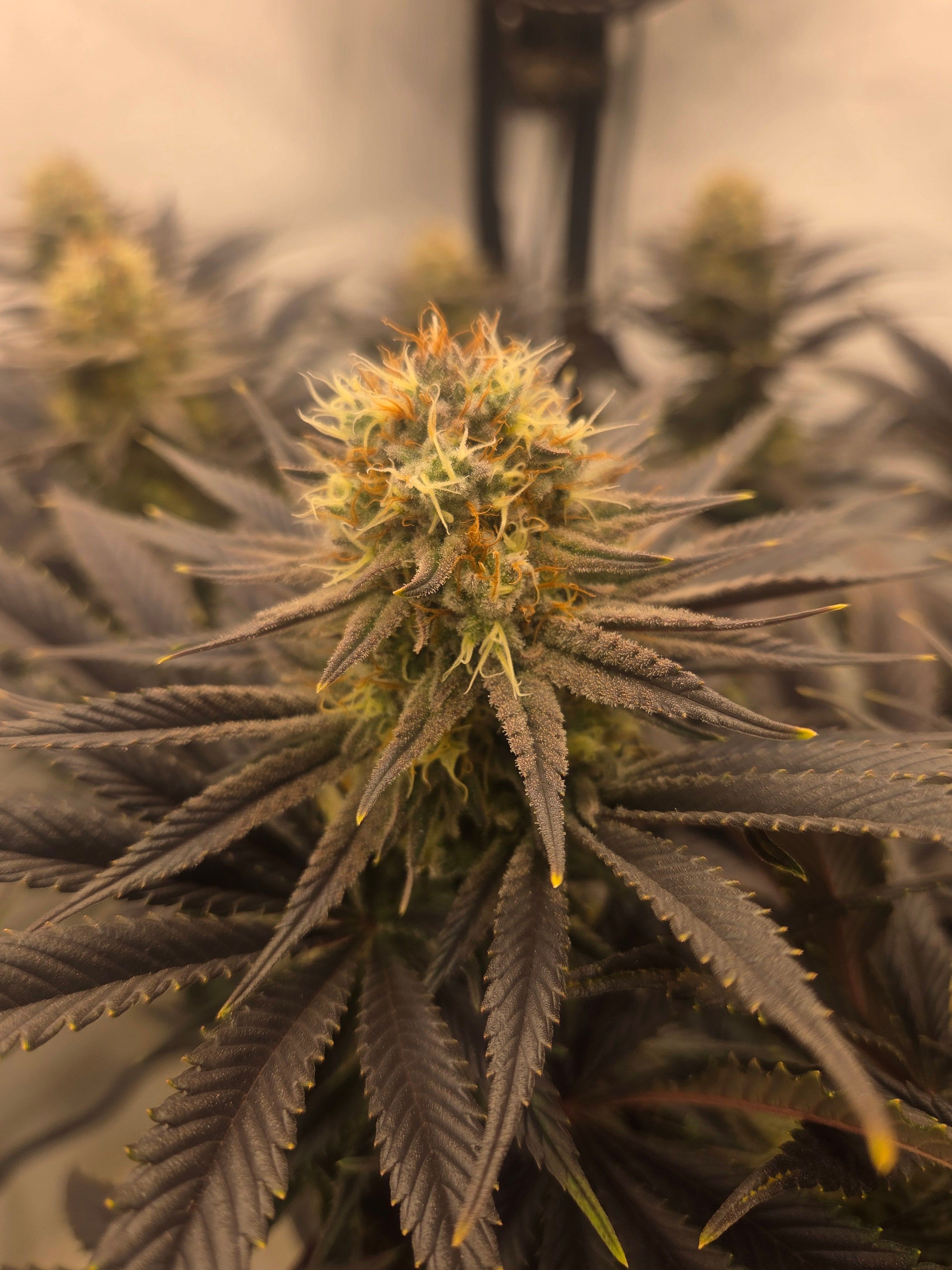 Biscotti πͺβοΈ growlog photo 95