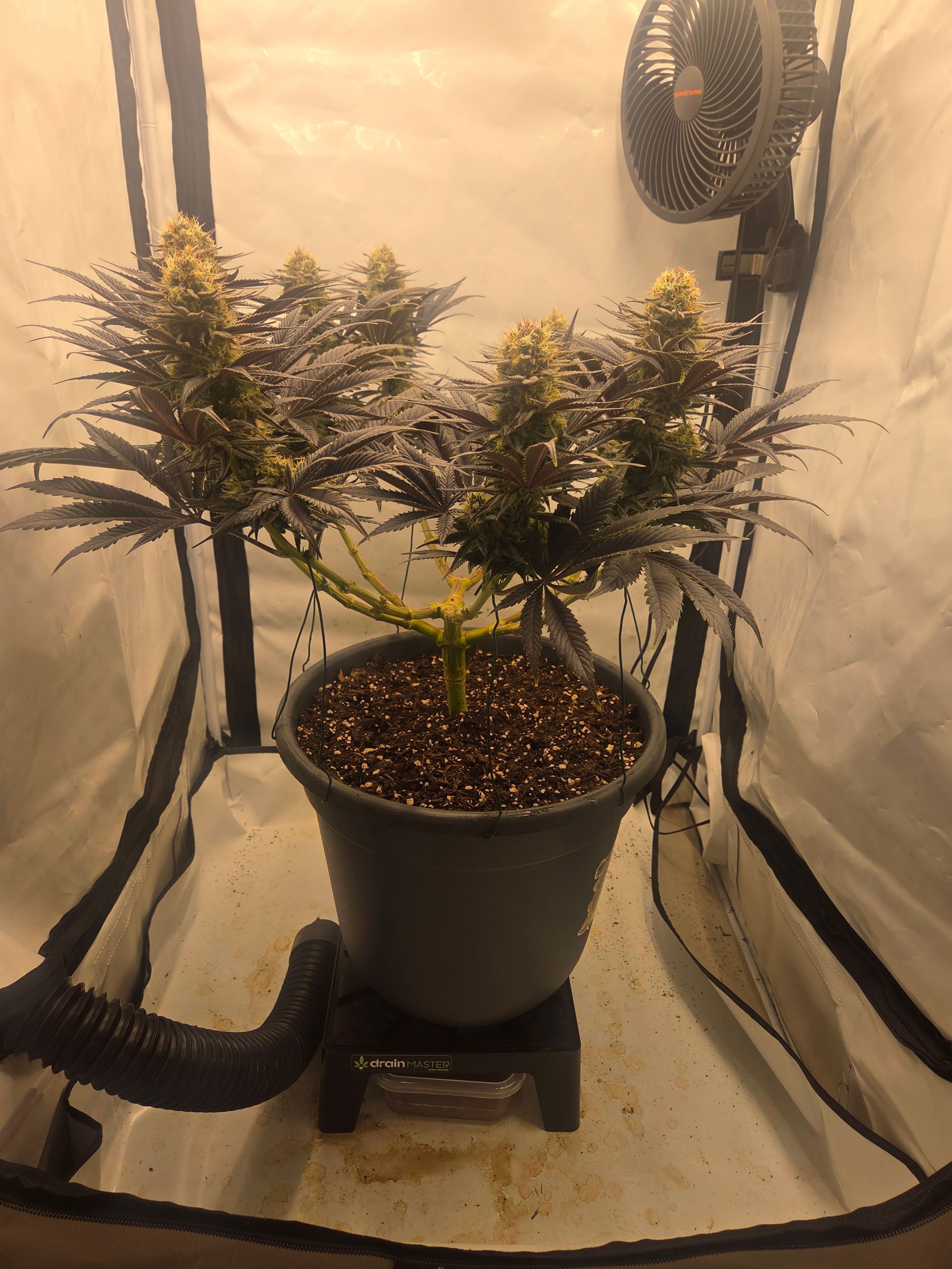 Biscotti πͺβοΈ growlog photo 96