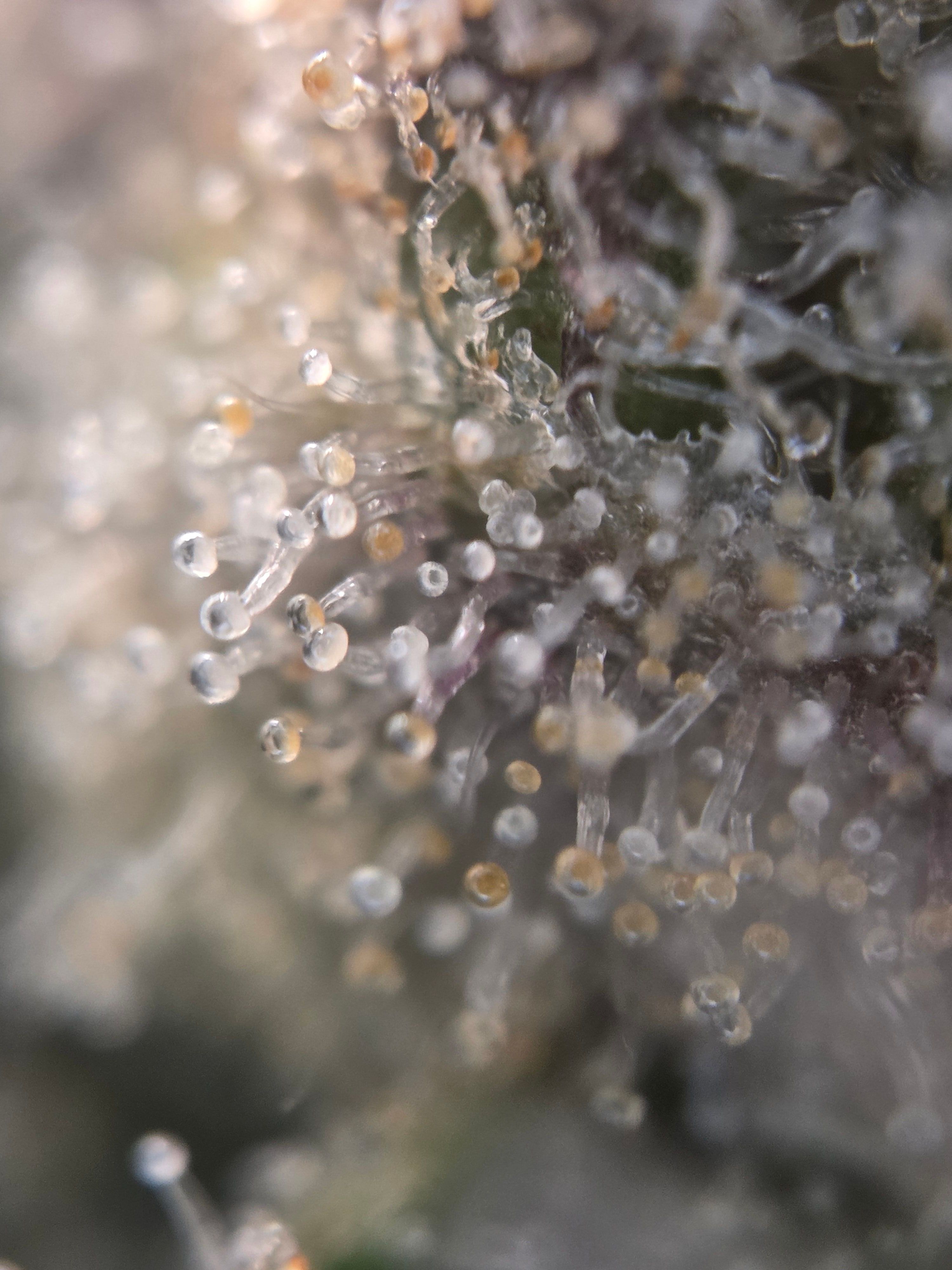 Biscotti πͺβοΈ growlog photo 99