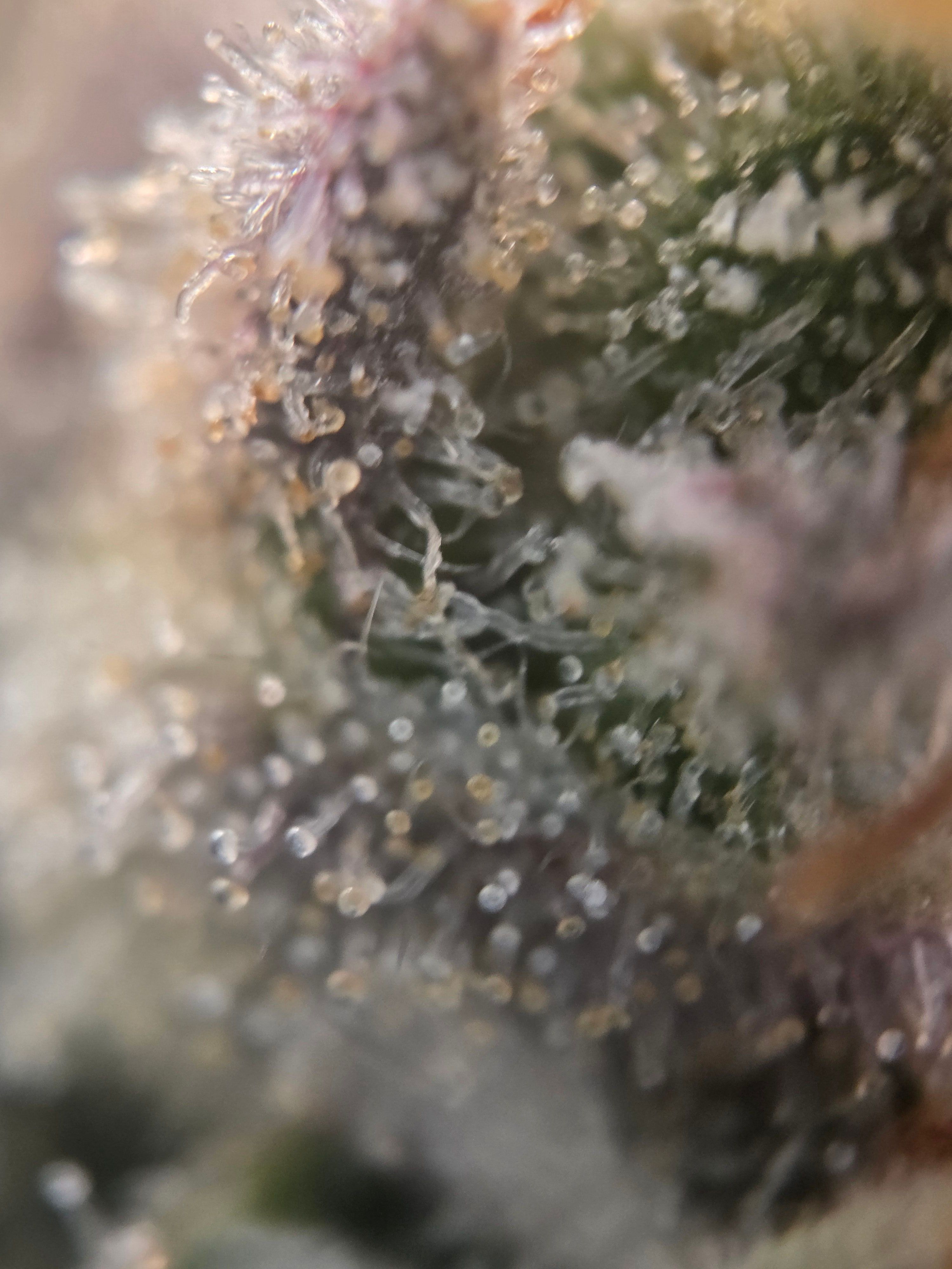 Biscotti πͺβοΈ growlog photo 97