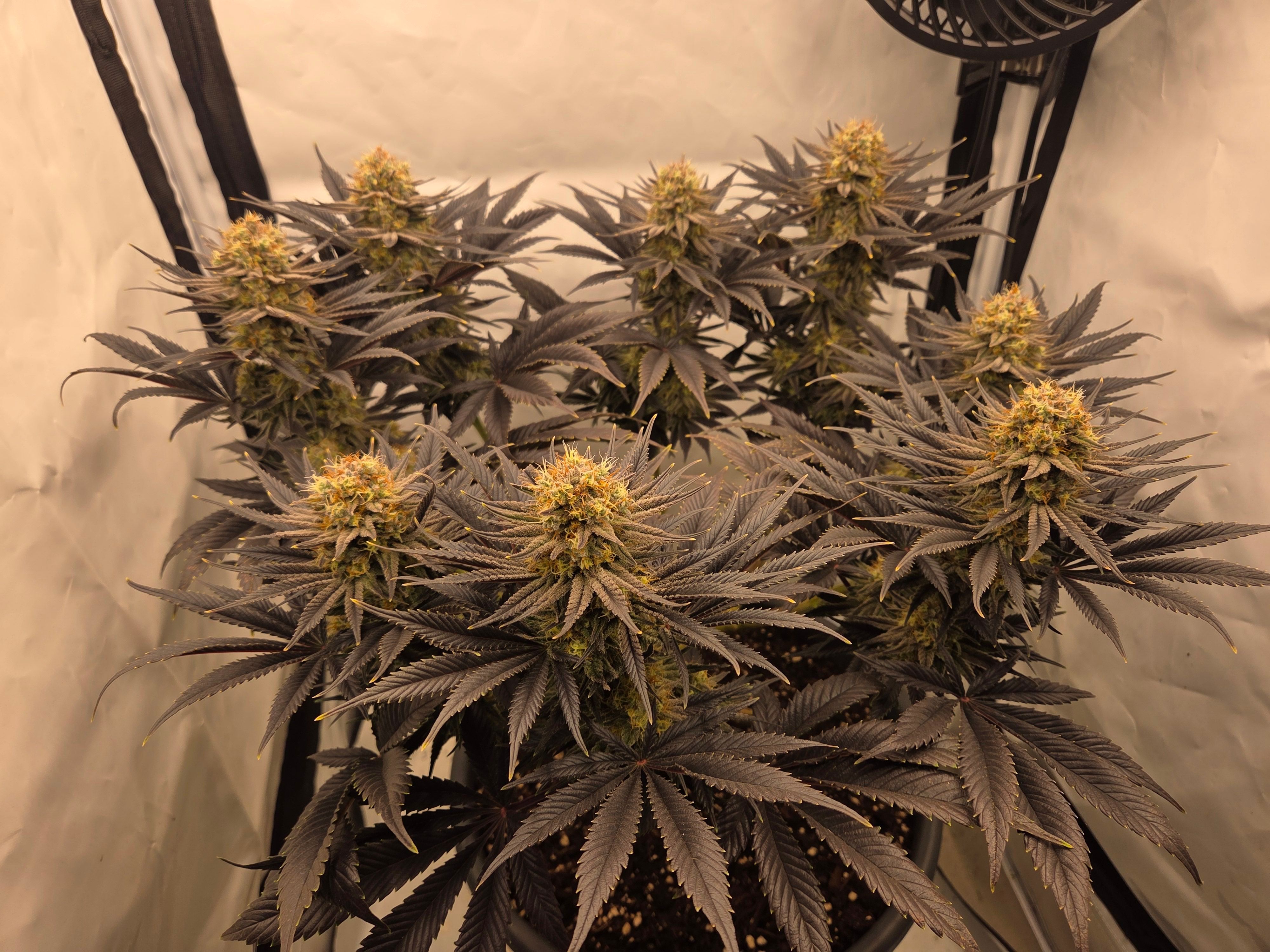 Biscotti πͺβοΈ growlog photo 103