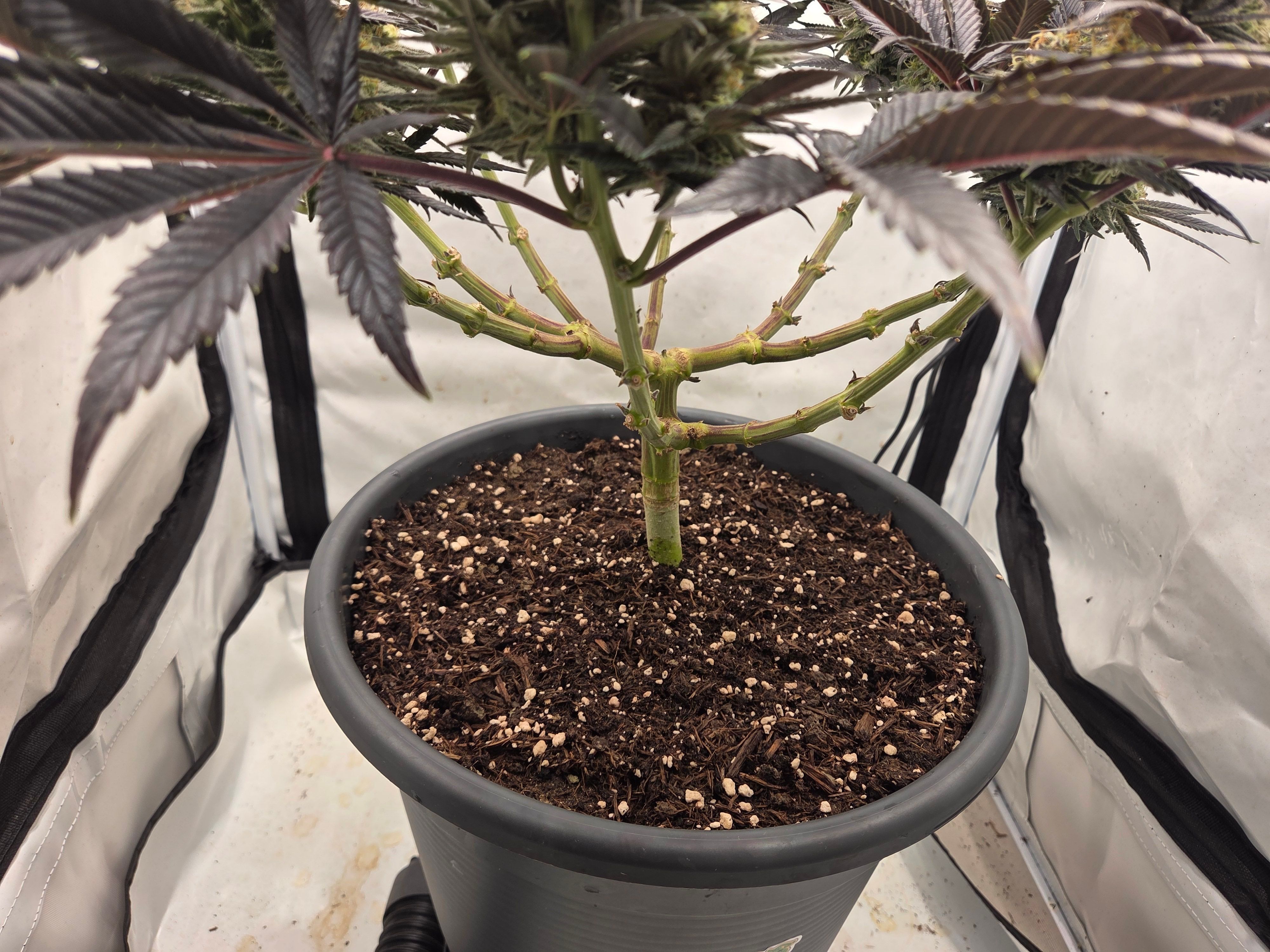 Biscotti πͺβοΈ growlog photo 101