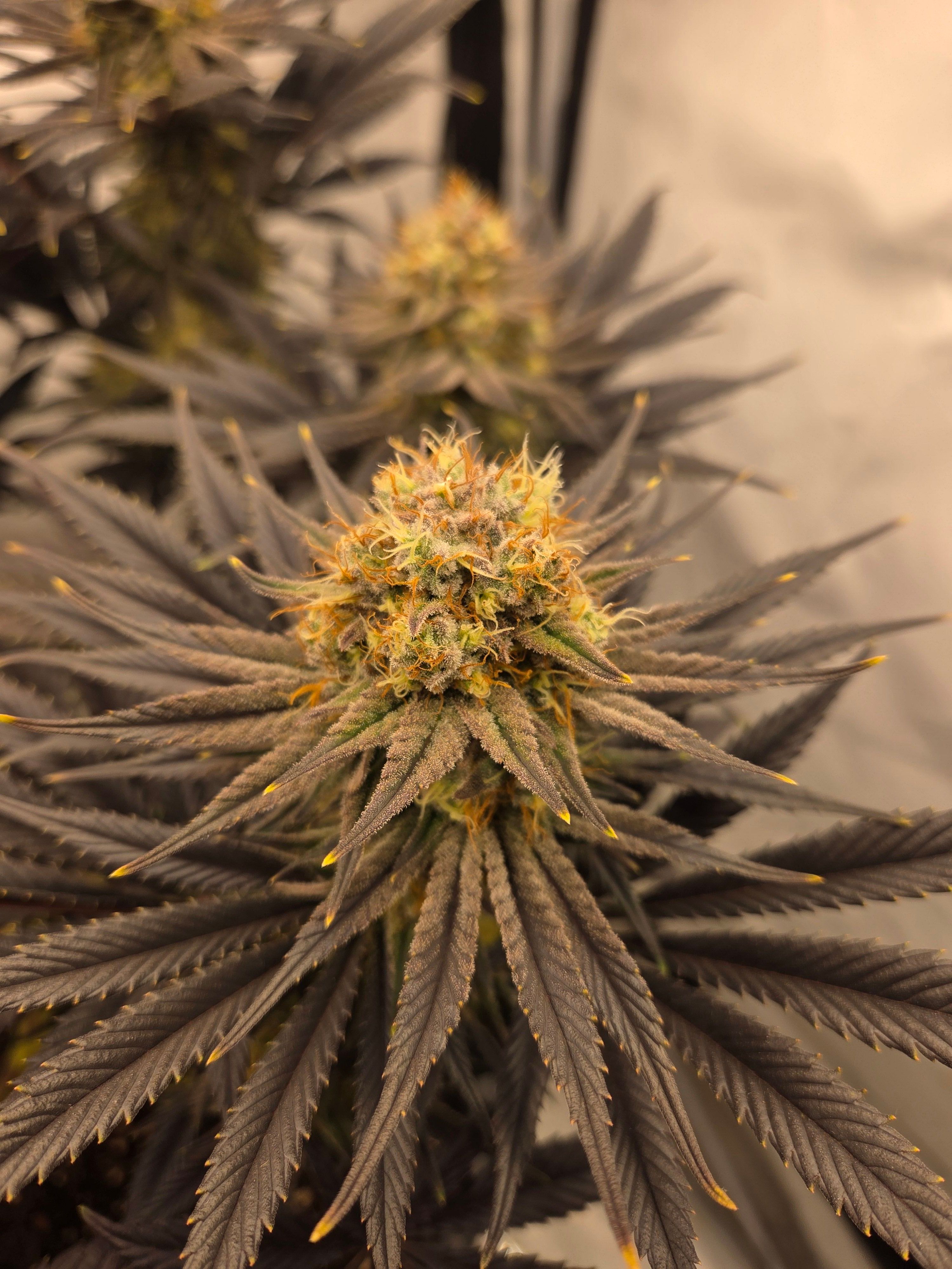 Biscotti πͺβοΈ growlog photo 102