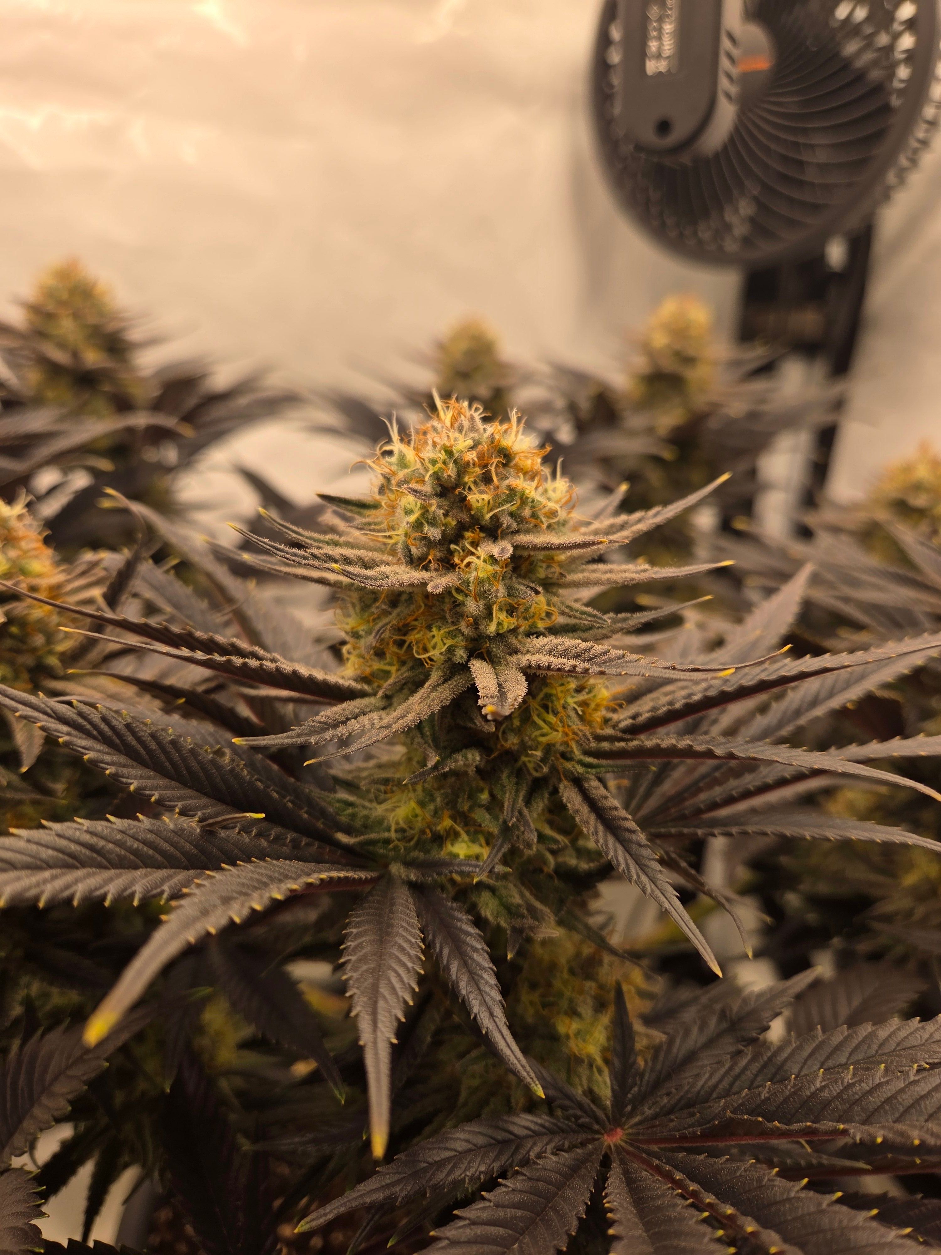 Biscotti πͺβοΈ growlog photo 104