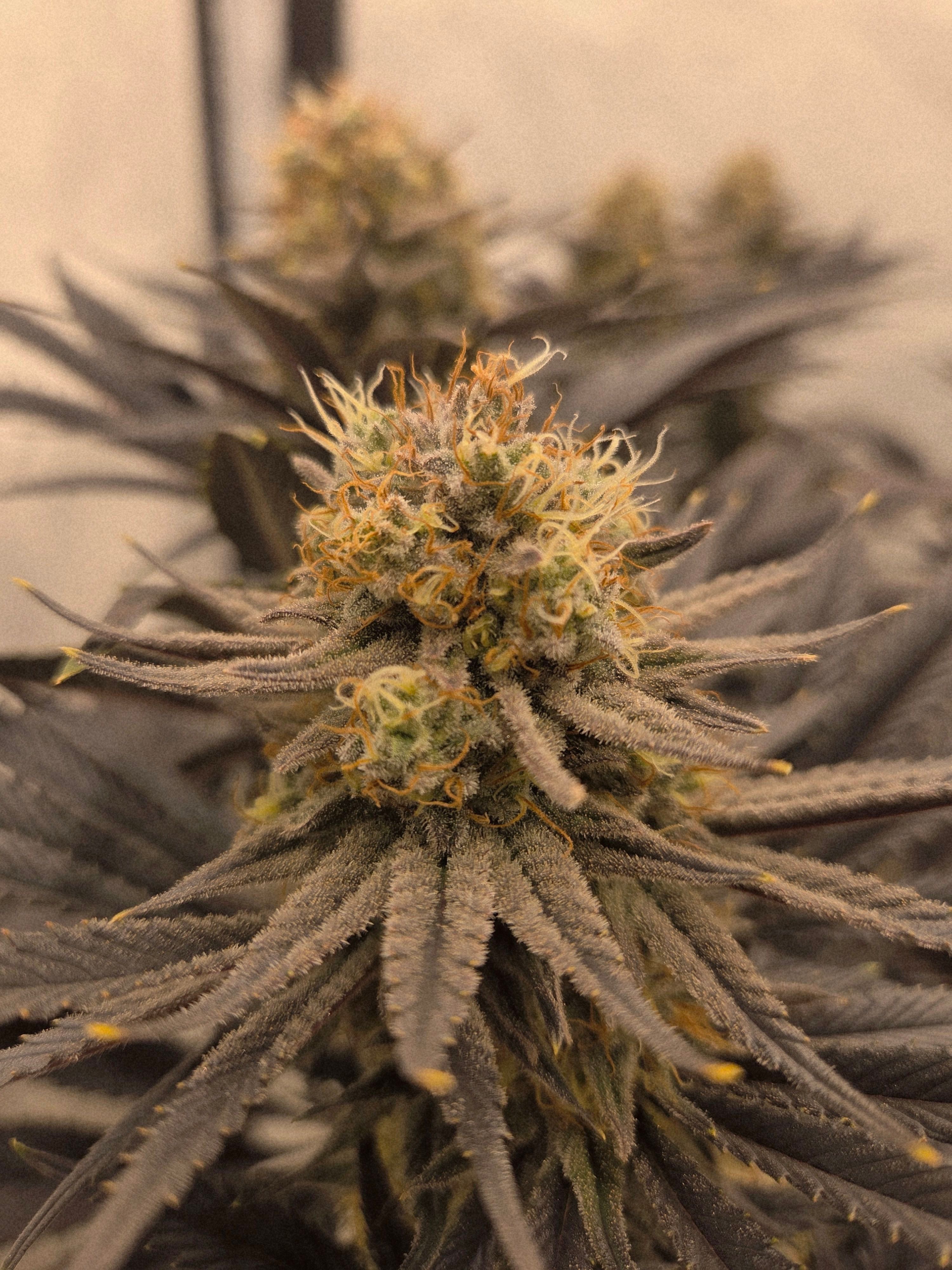 Biscotti πͺβοΈ growlog photo 100