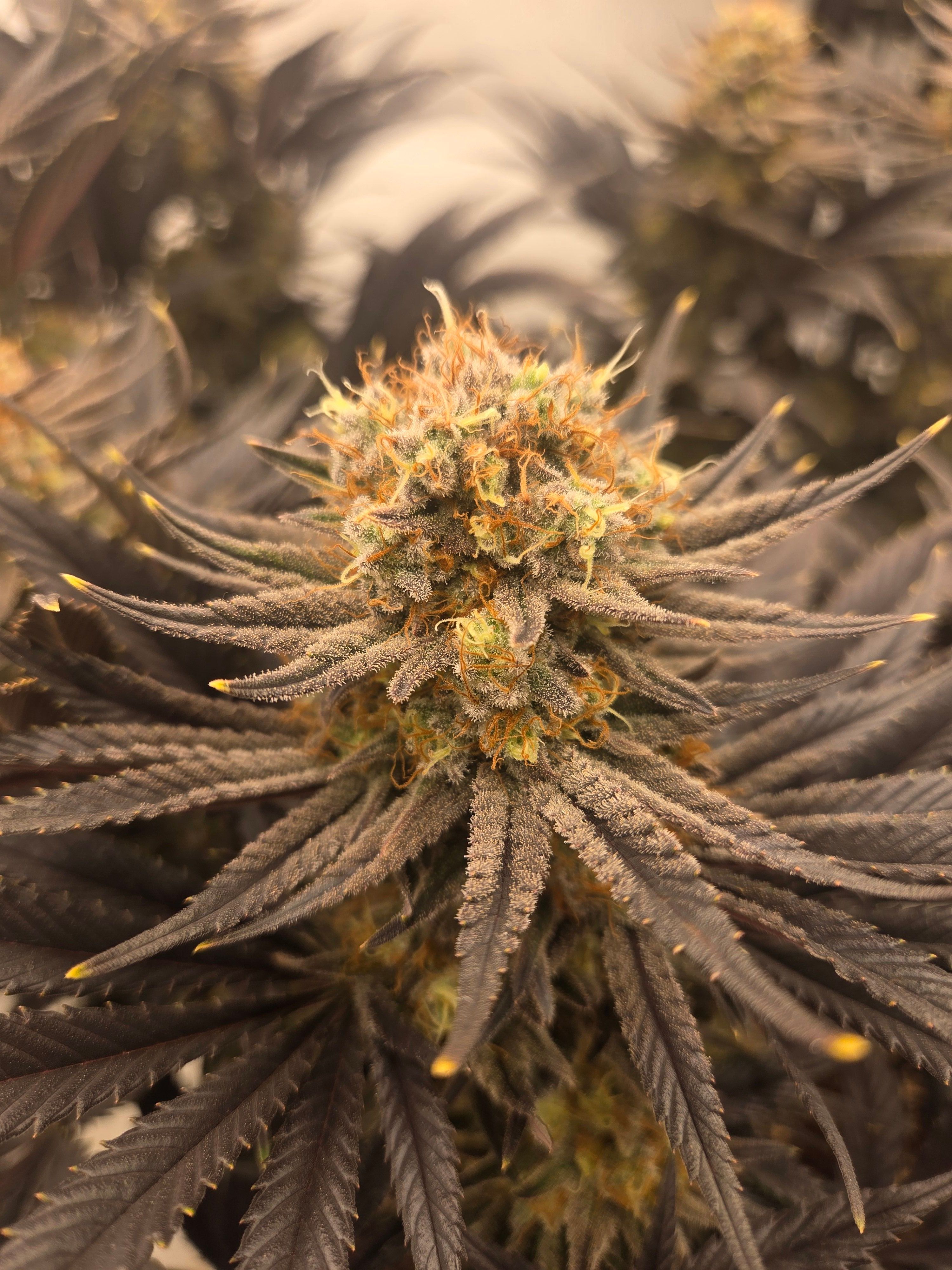 Biscotti πͺβοΈ growlog photo 106