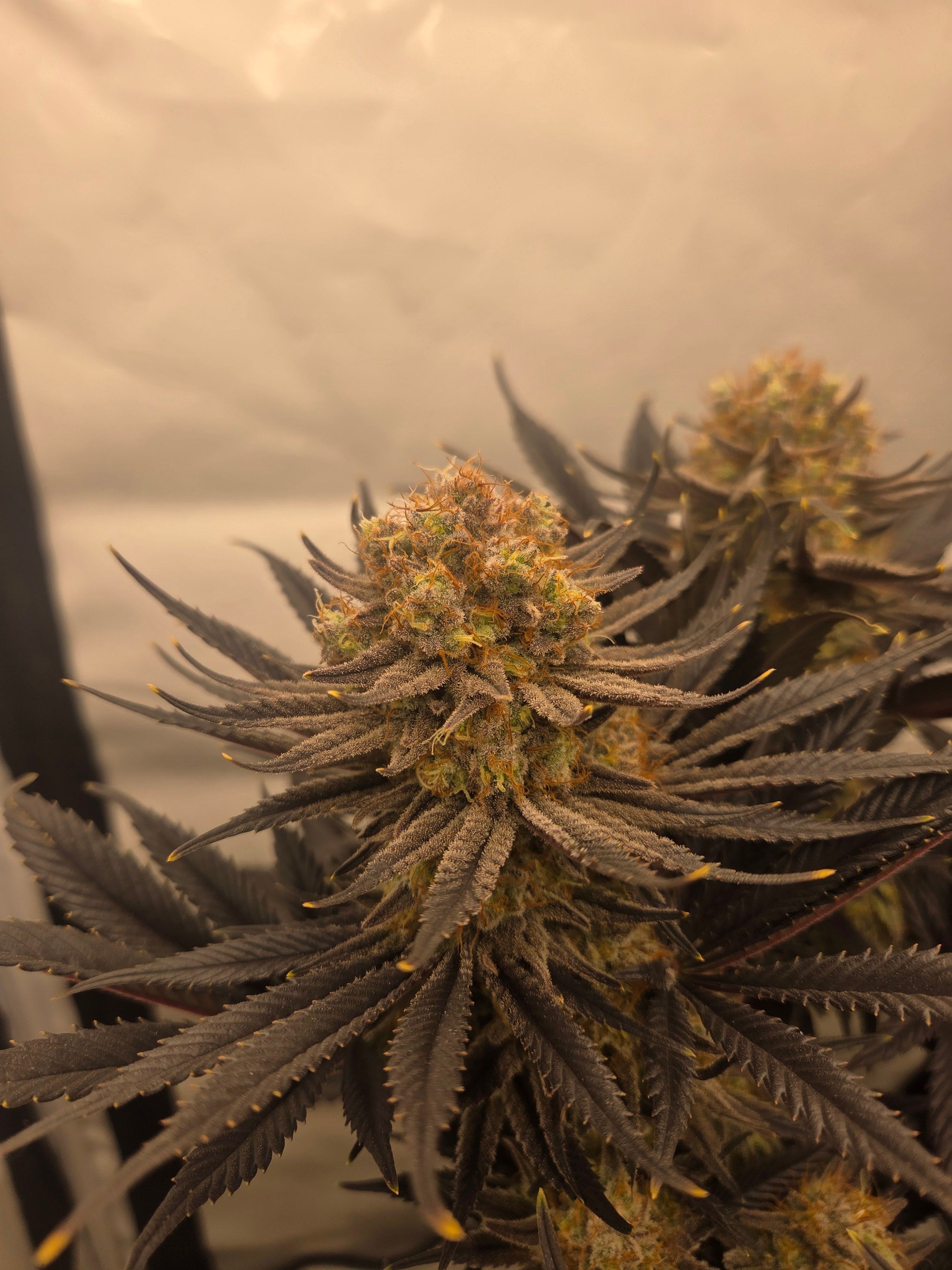 Biscotti πͺβοΈ growlog photo 105