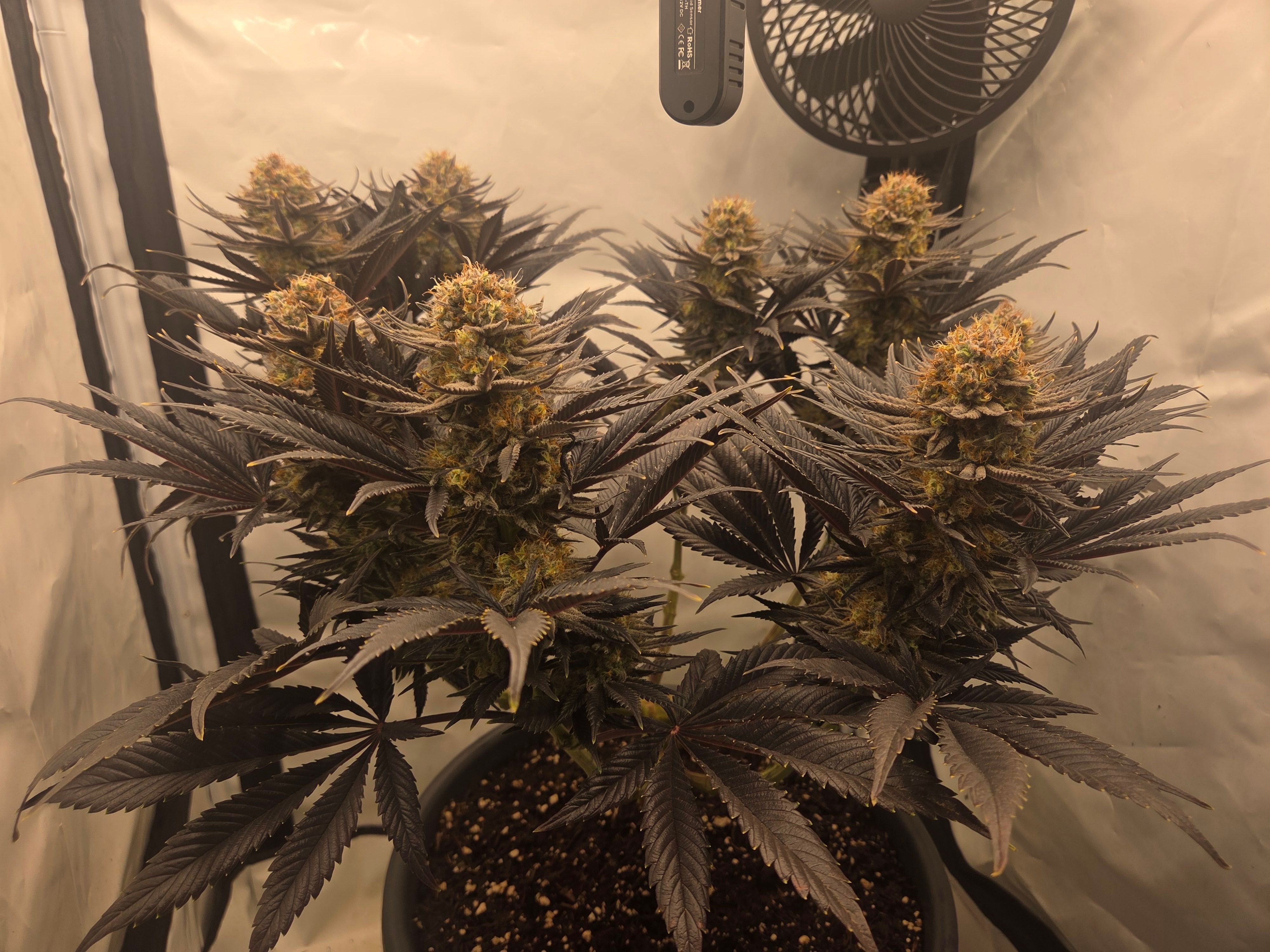 Biscotti πͺβοΈ growlog photo 107