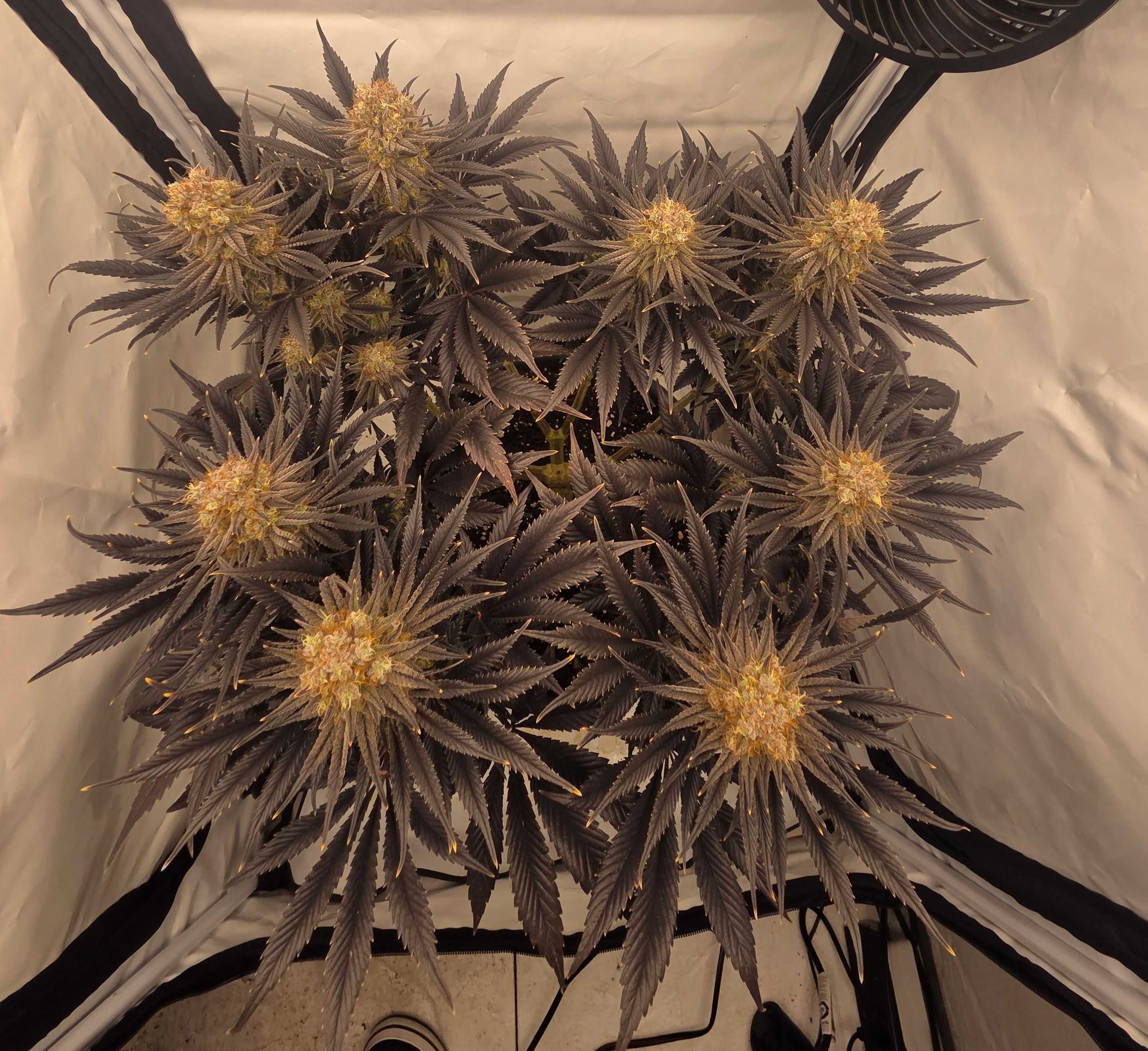 Biscotti πͺβοΈ growlog photo 108