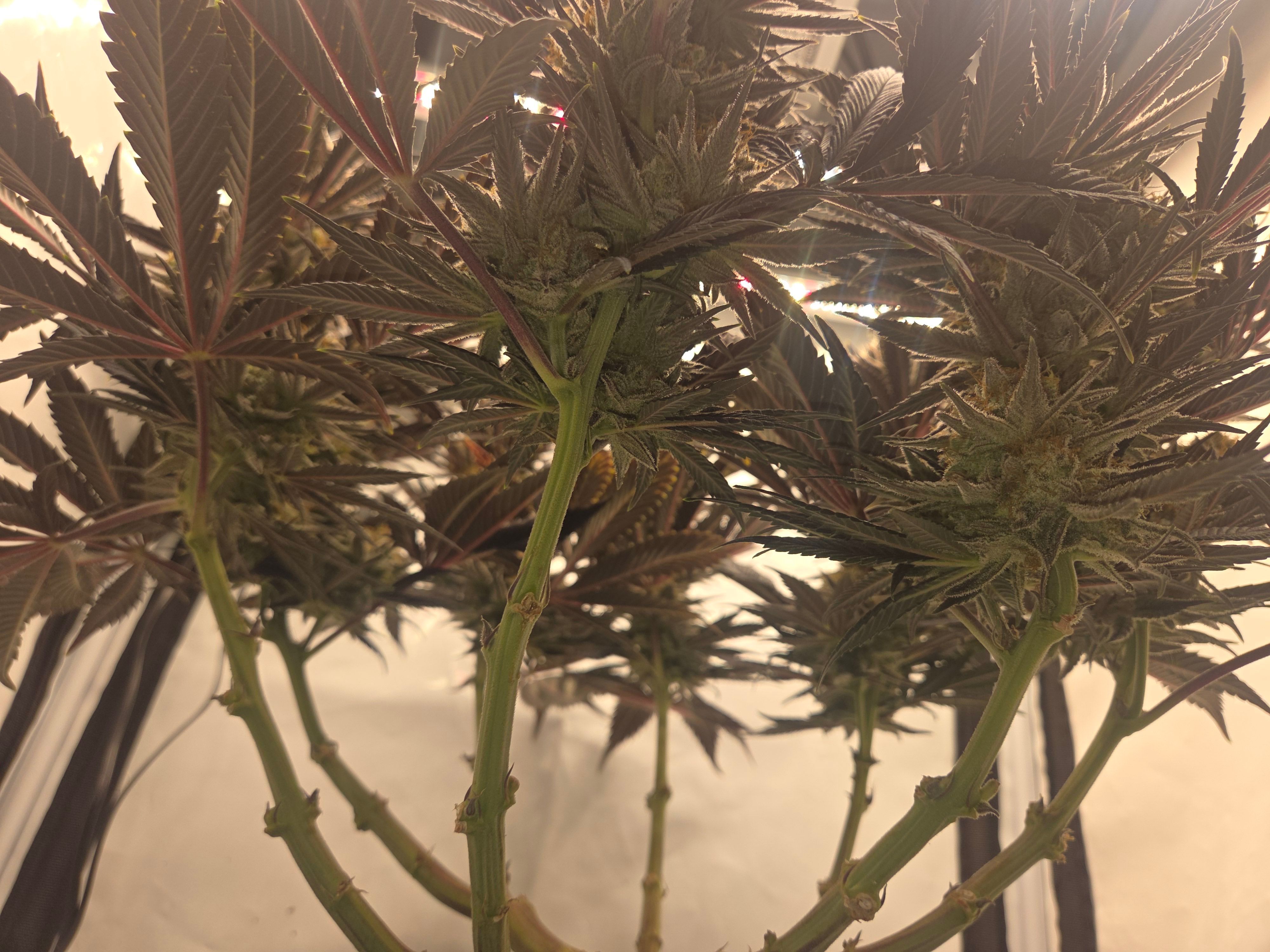 Biscotti πͺβοΈ growlog photo 109