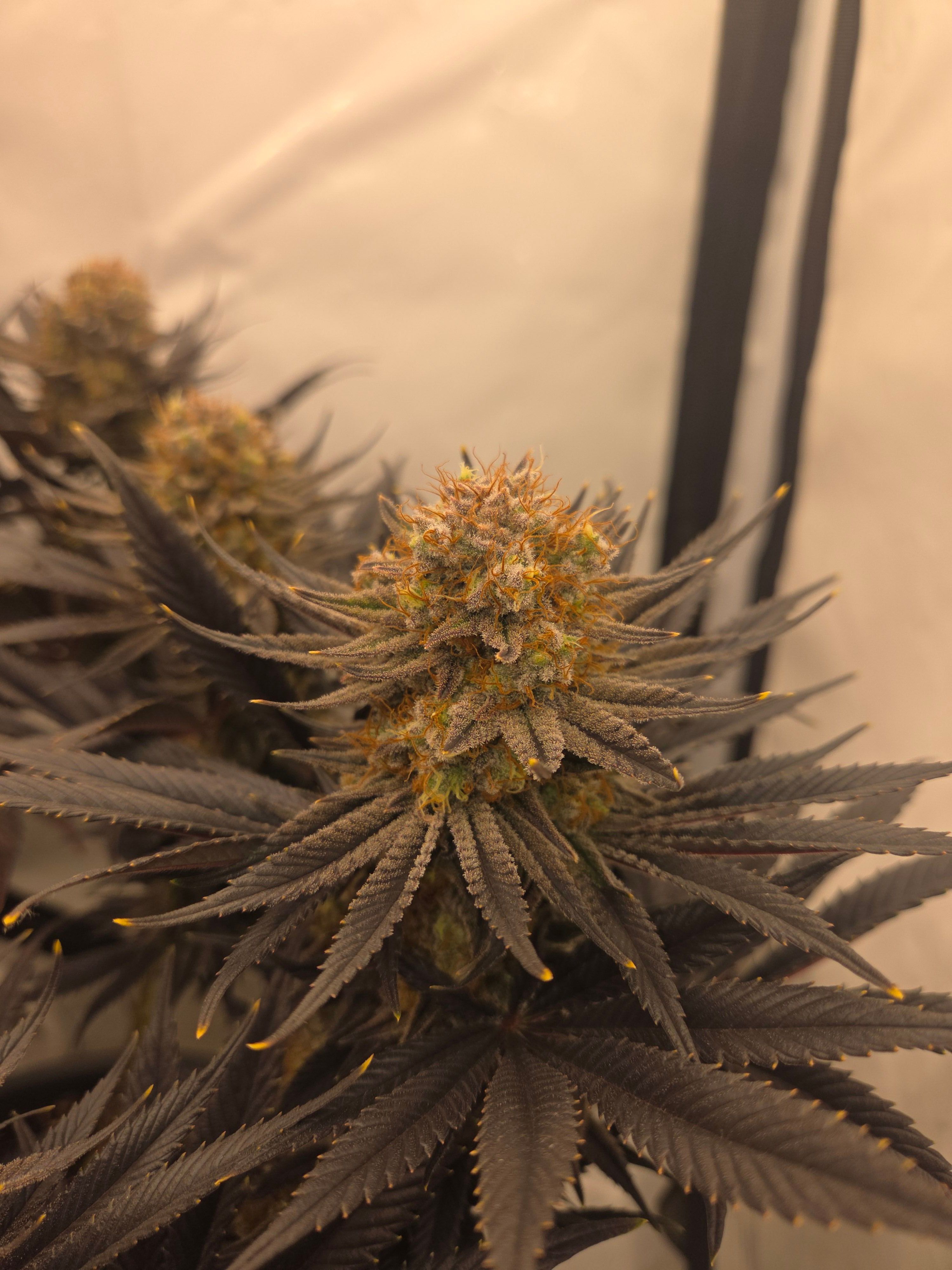 Biscotti πͺβοΈ growlog photo 110