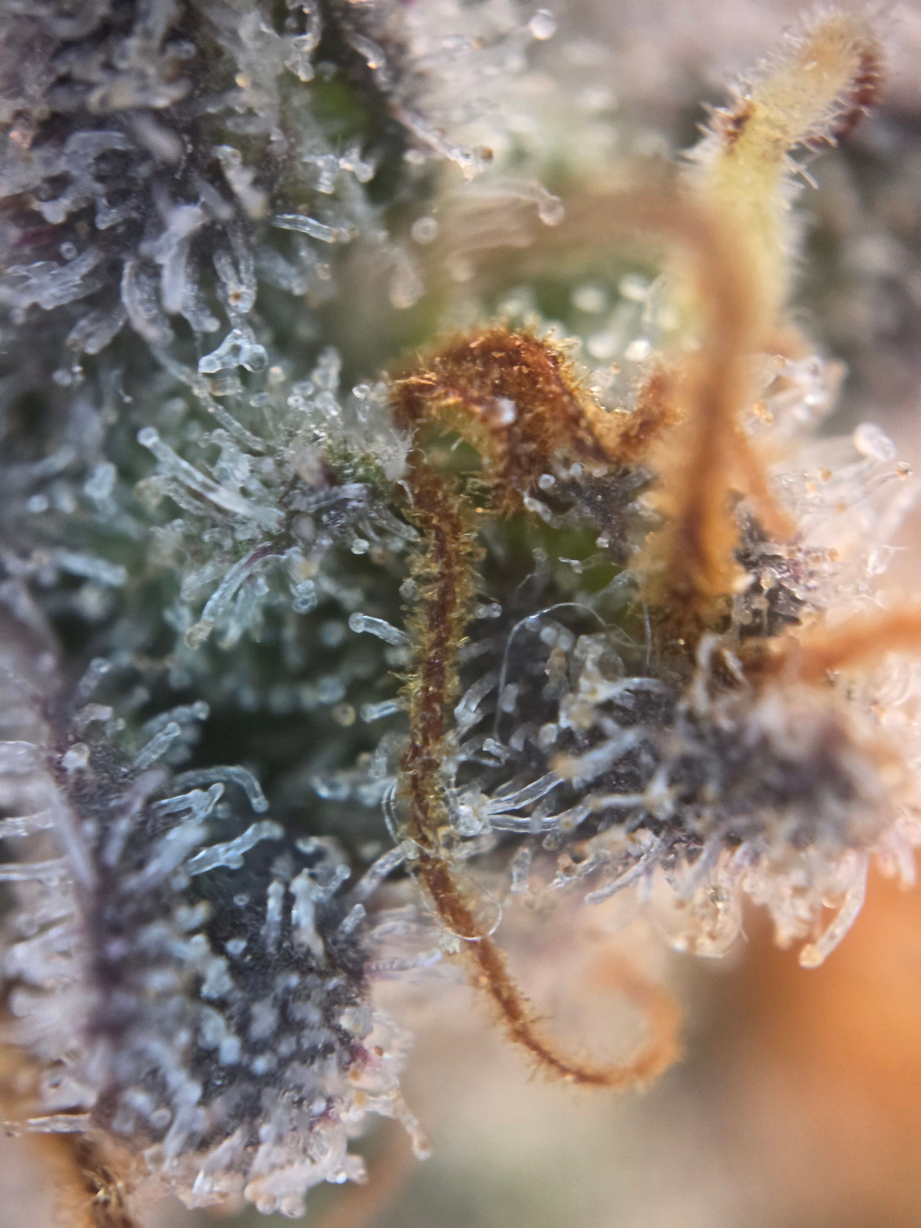 Biscotti πͺβοΈ growlog photo 111