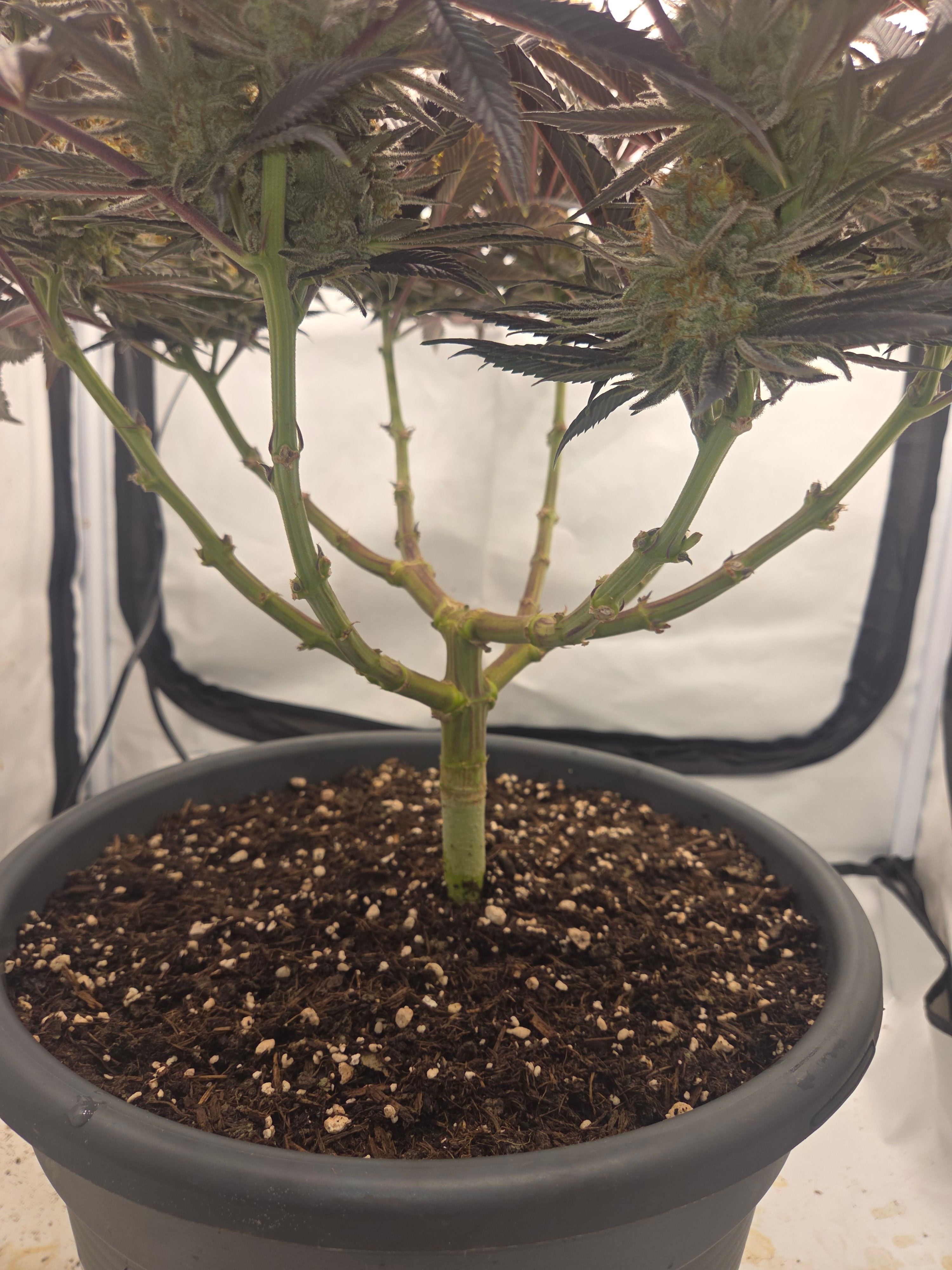 Biscotti πͺβοΈ growlog photo 112