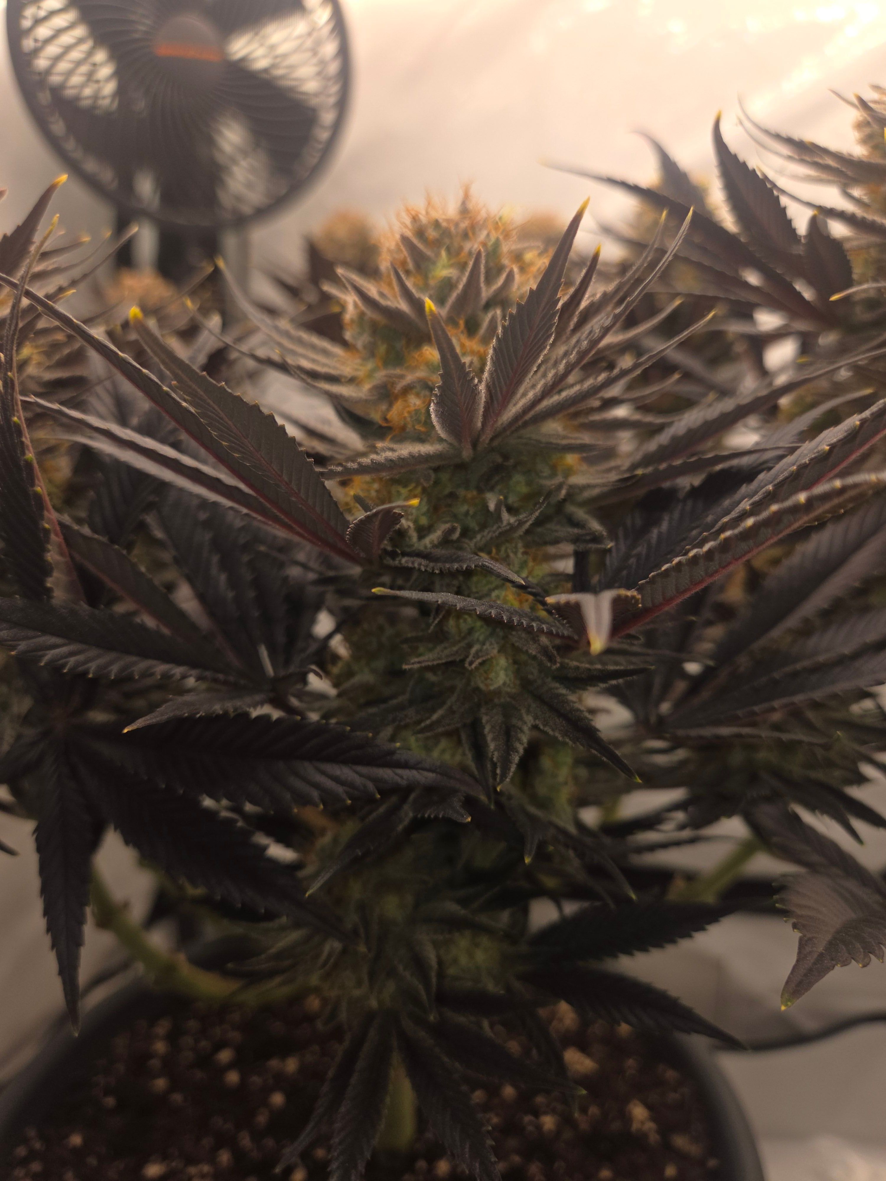 Biscotti πͺβοΈ growlog photo 118