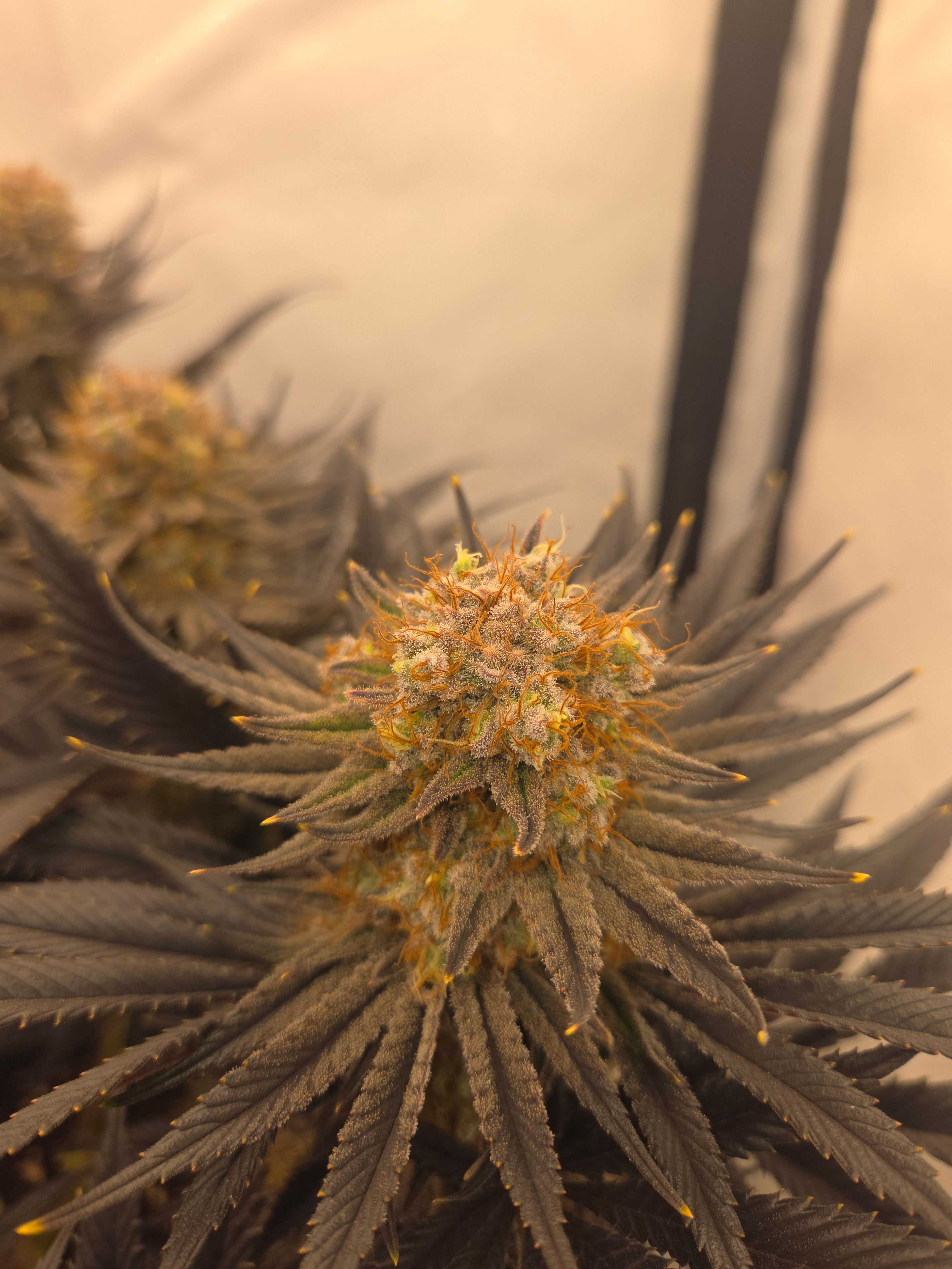 Biscotti πͺβοΈ growlog photo 113