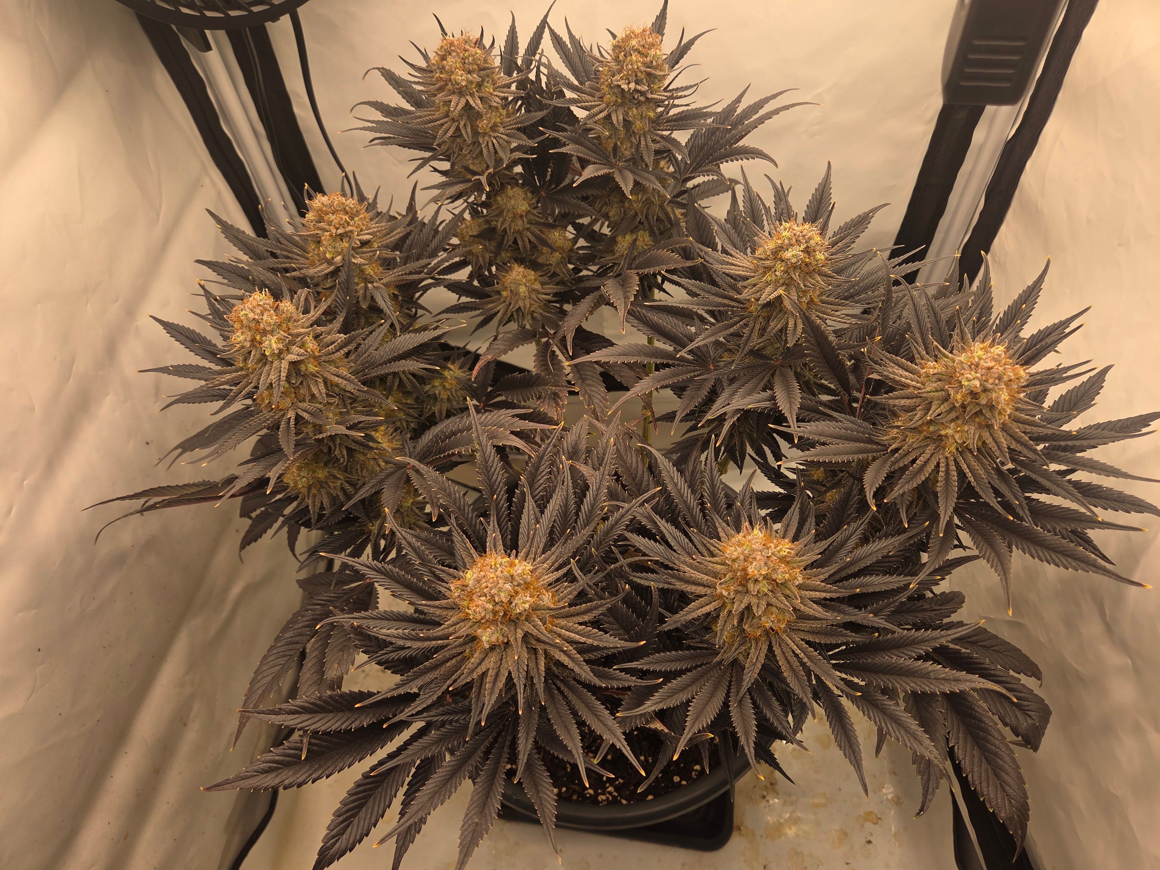 Biscotti πͺβοΈ growlog photo 116