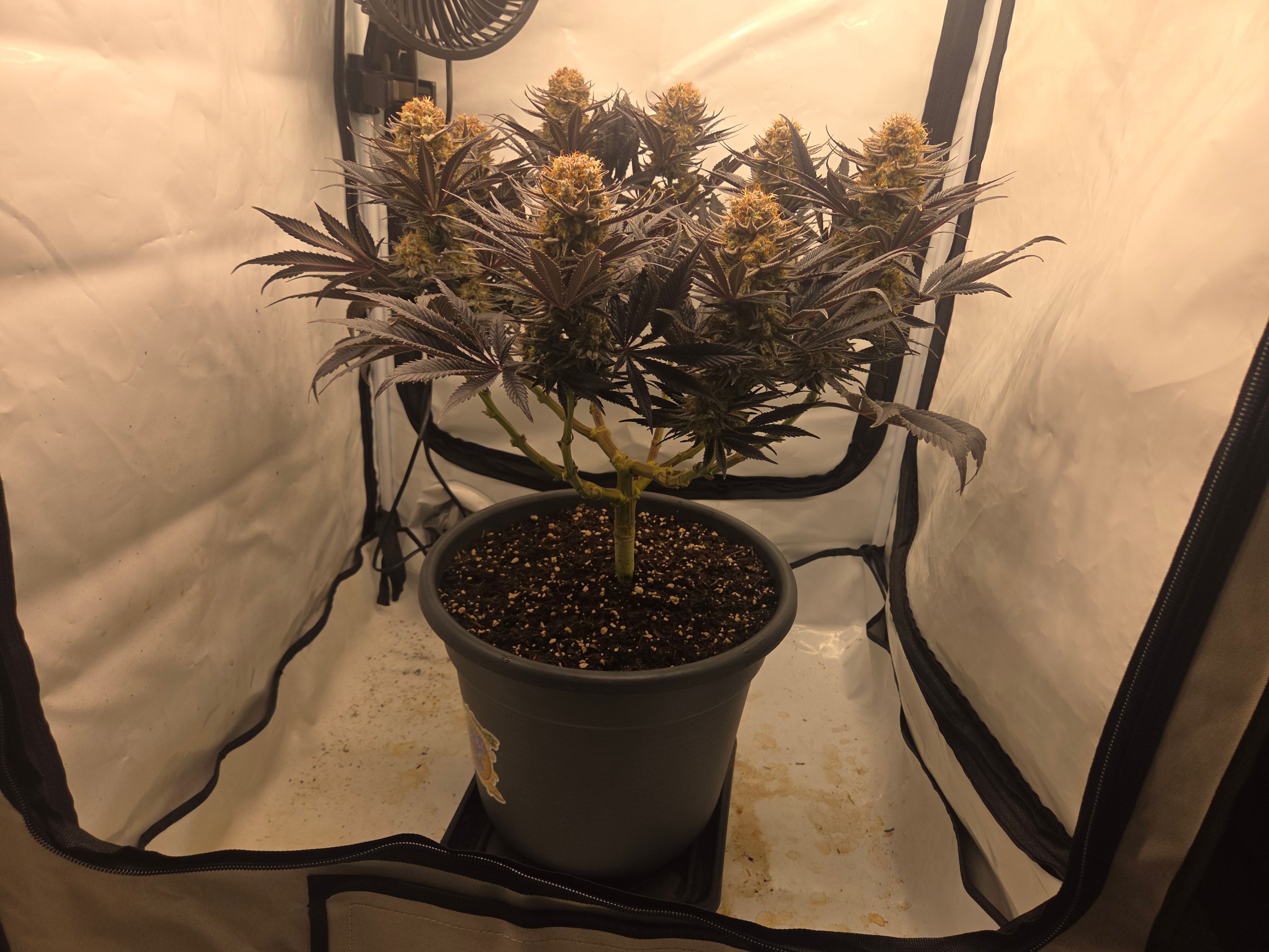 Biscotti πͺβοΈ growlog photo 114