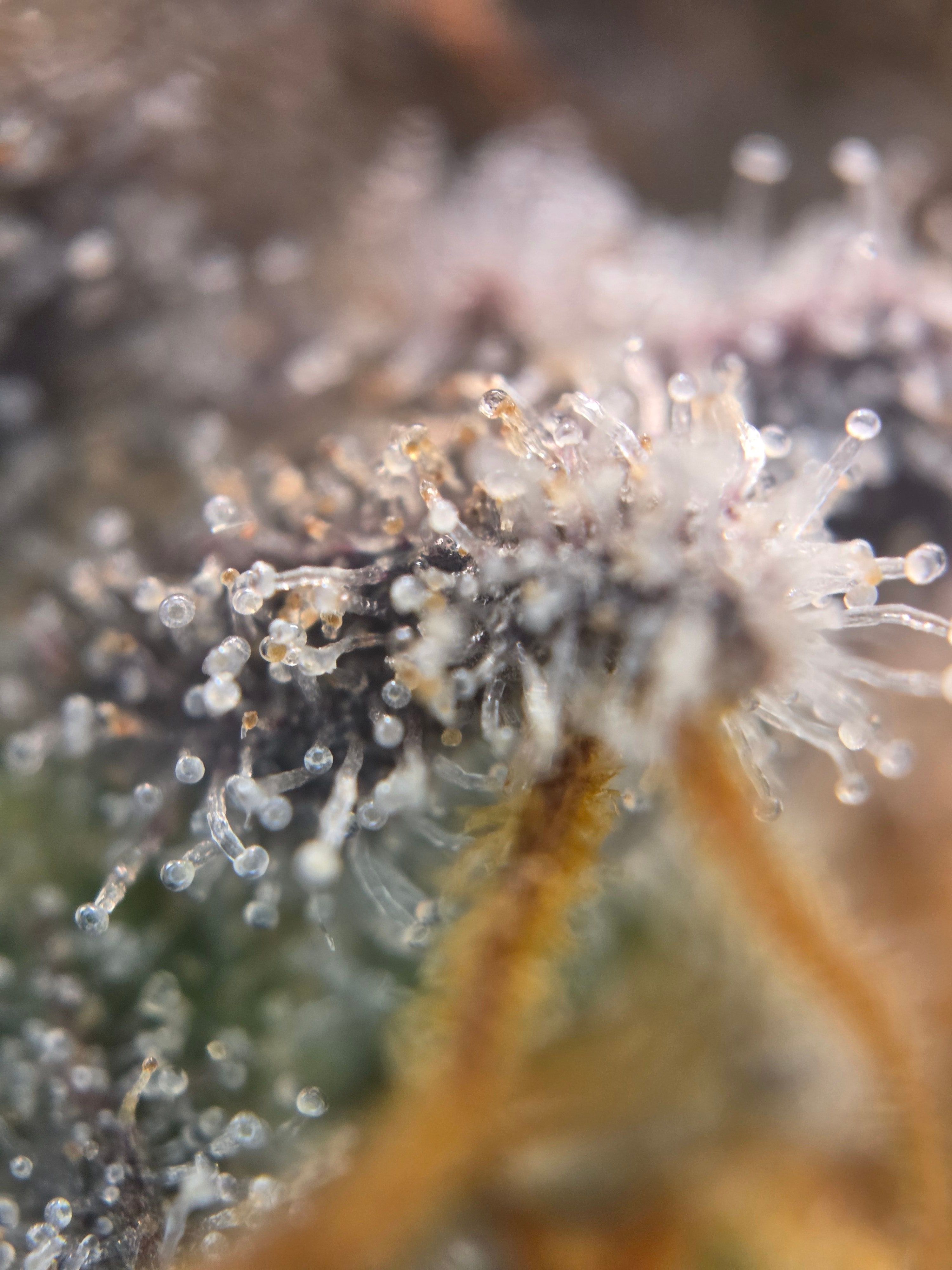 Biscotti πͺβοΈ growlog photo 115