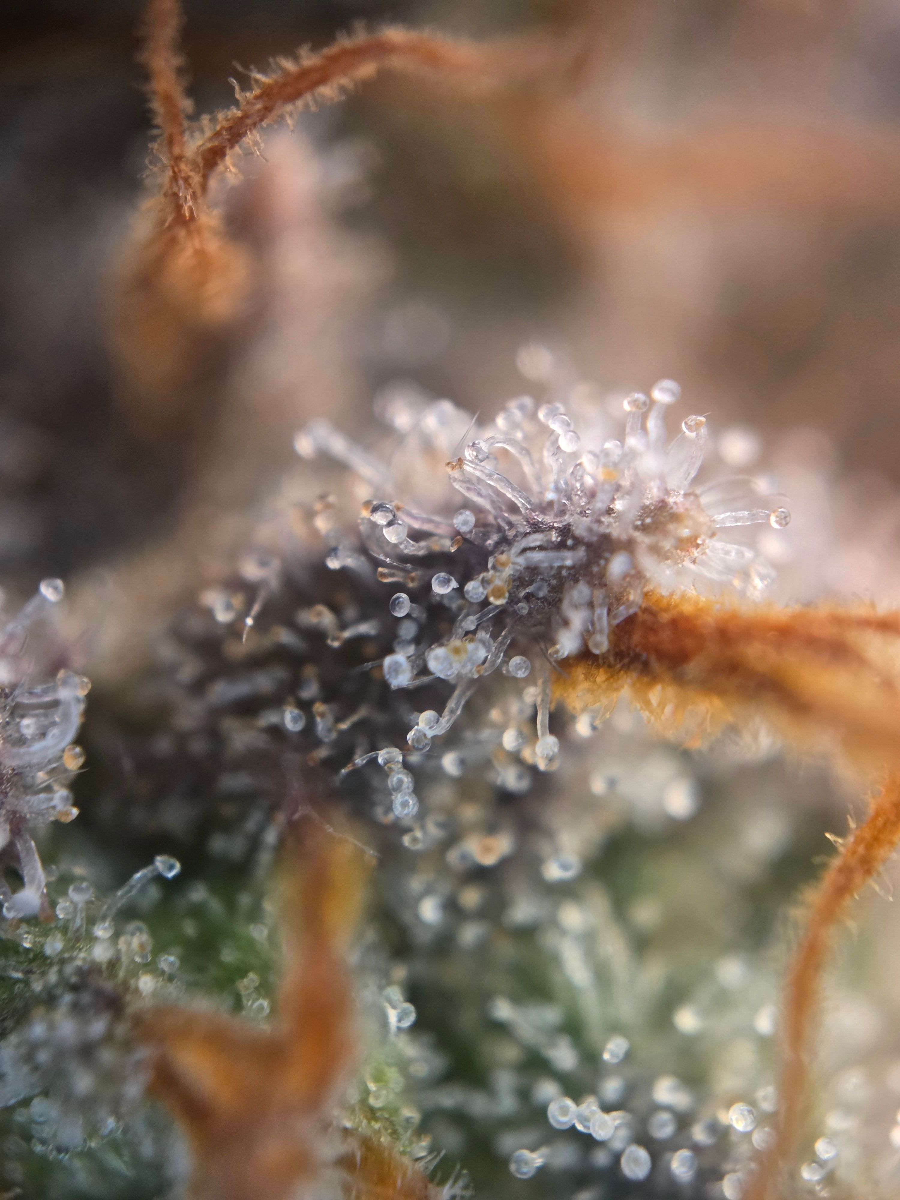 Biscotti πͺβοΈ growlog photo 117