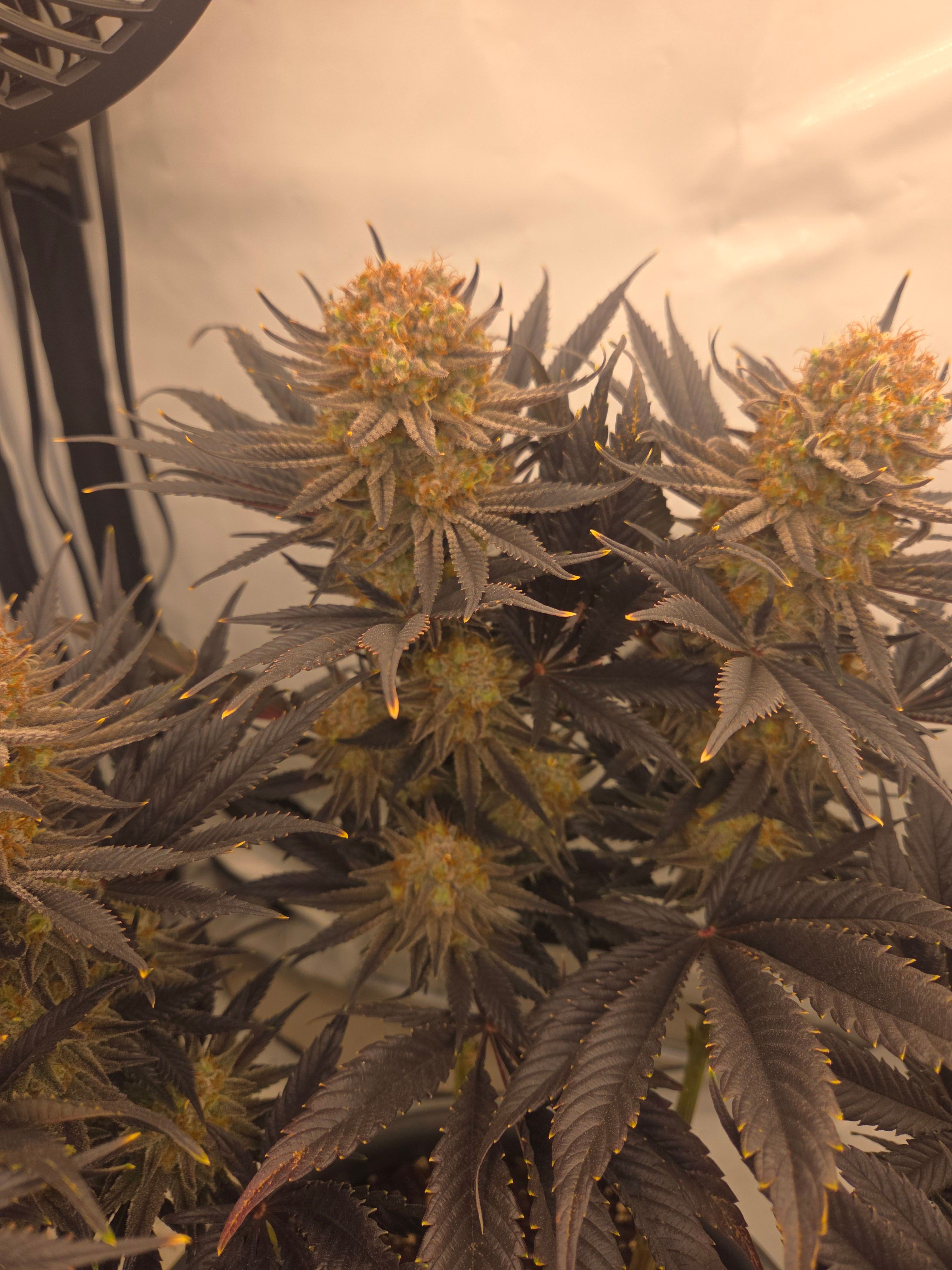 Biscotti πͺβοΈ growlog photo 119