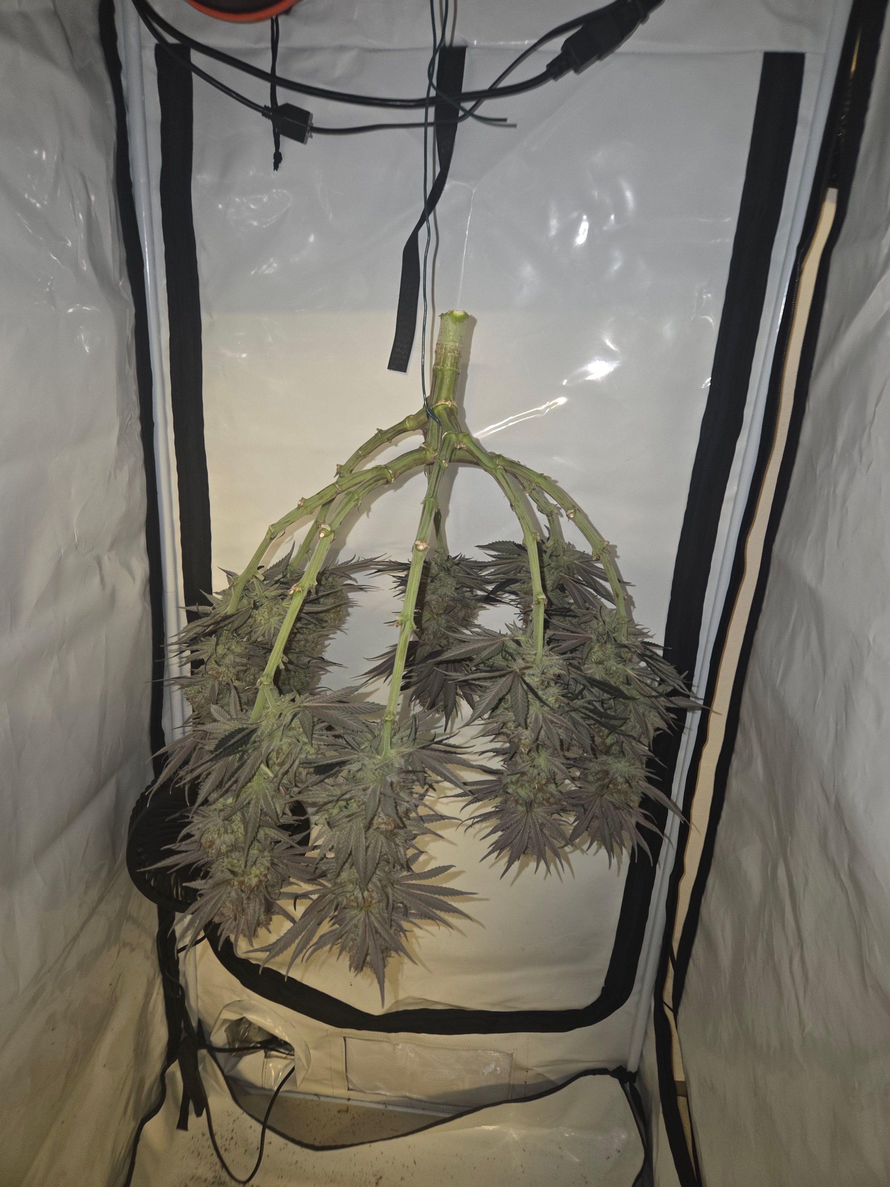 Biscotti πͺβοΈ growlog photo 120