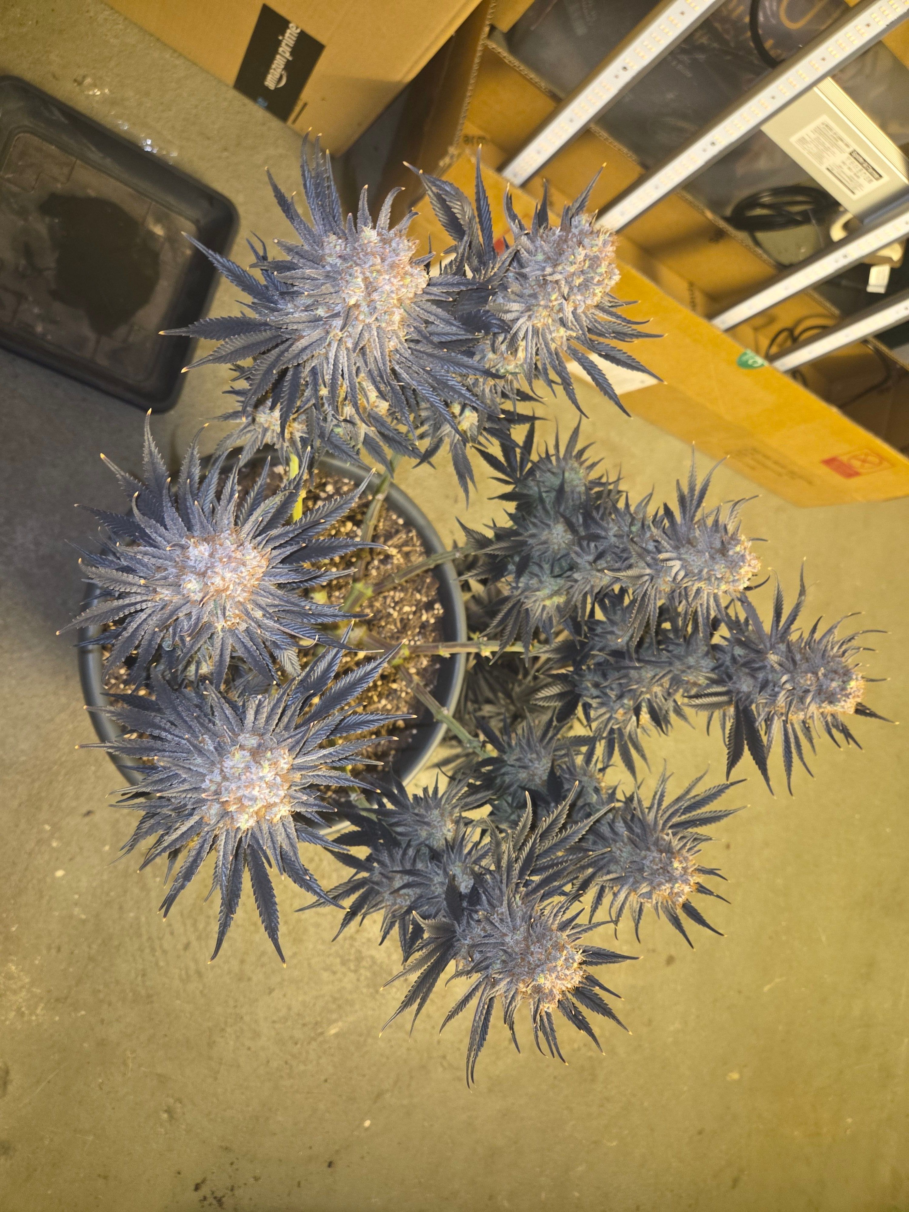 Biscotti πͺβοΈ growlog photo 121