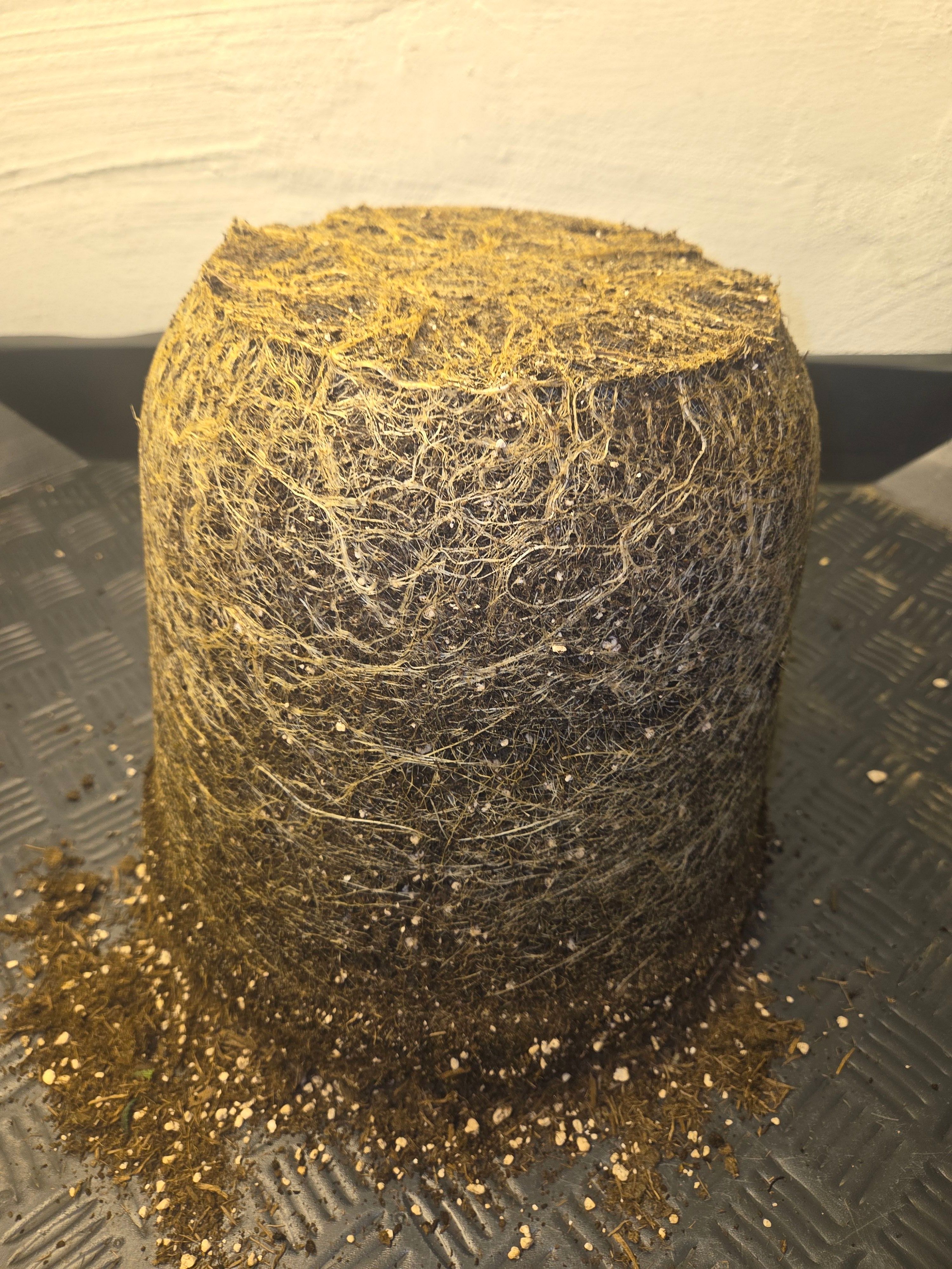 Biscotti πͺβοΈ growlog photo 122