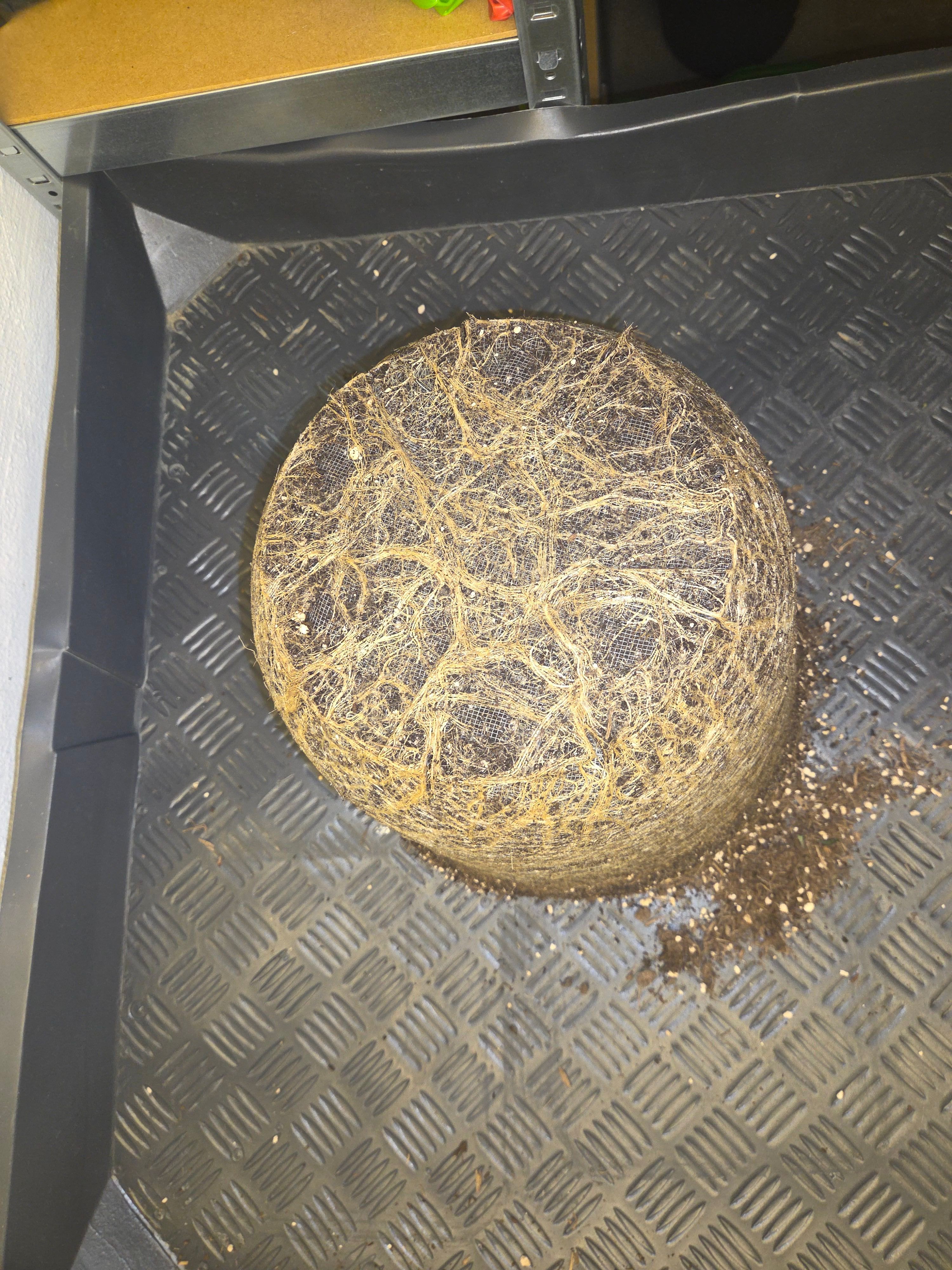 Biscotti πͺβοΈ growlog photo 123