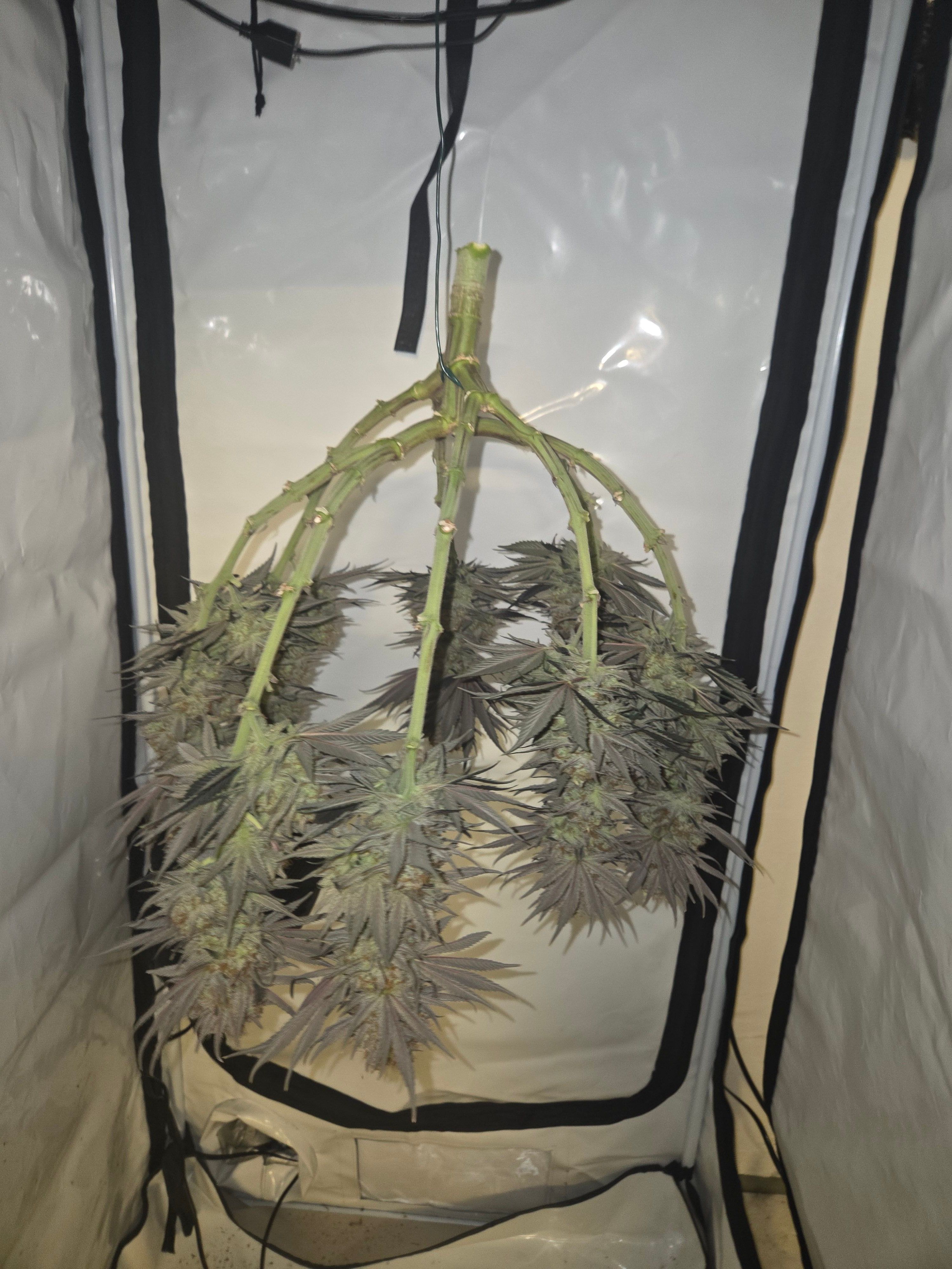 Biscotti πͺβοΈ growlog photo 124