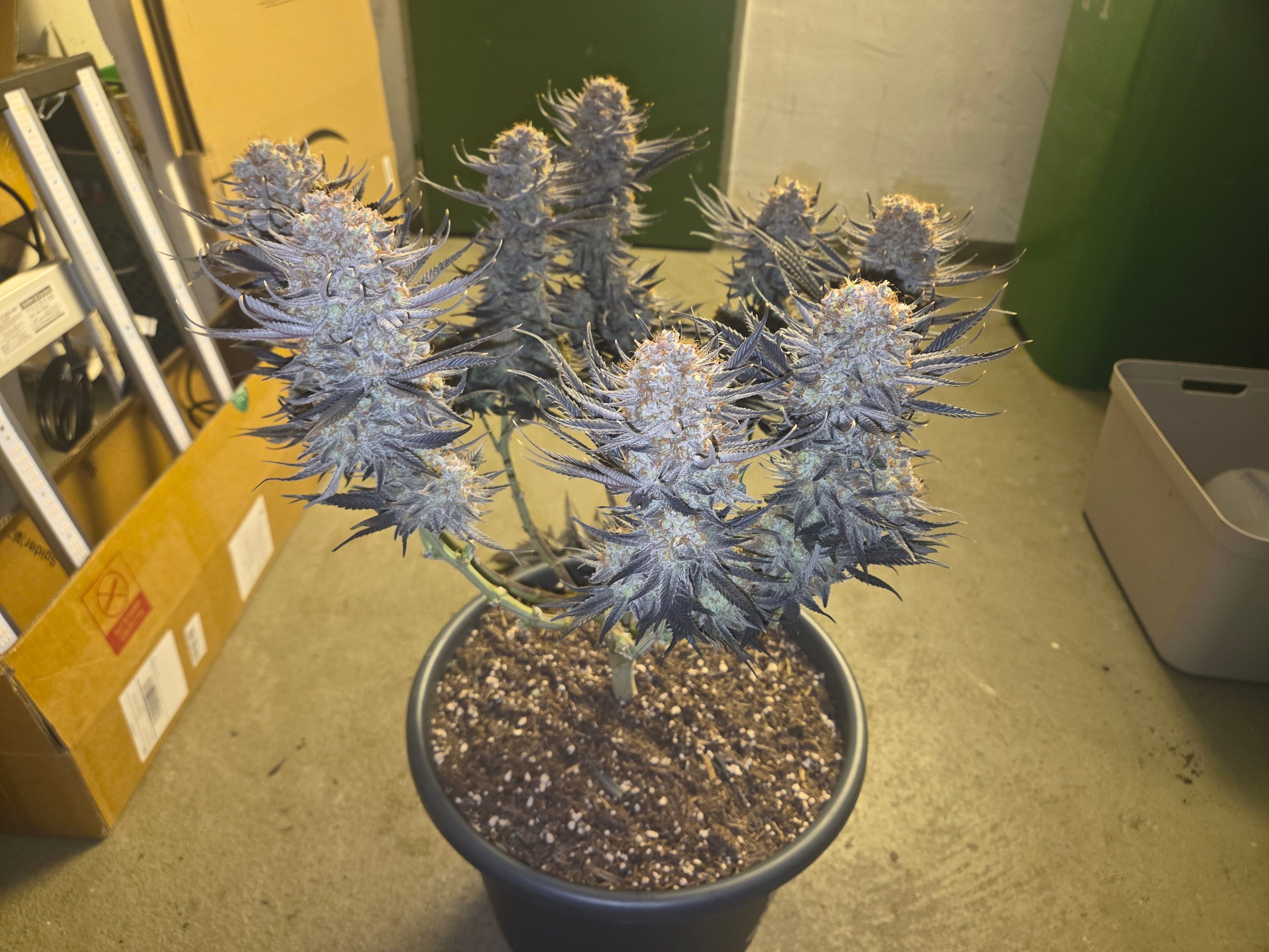 Biscotti πͺβοΈ growlog photo 125