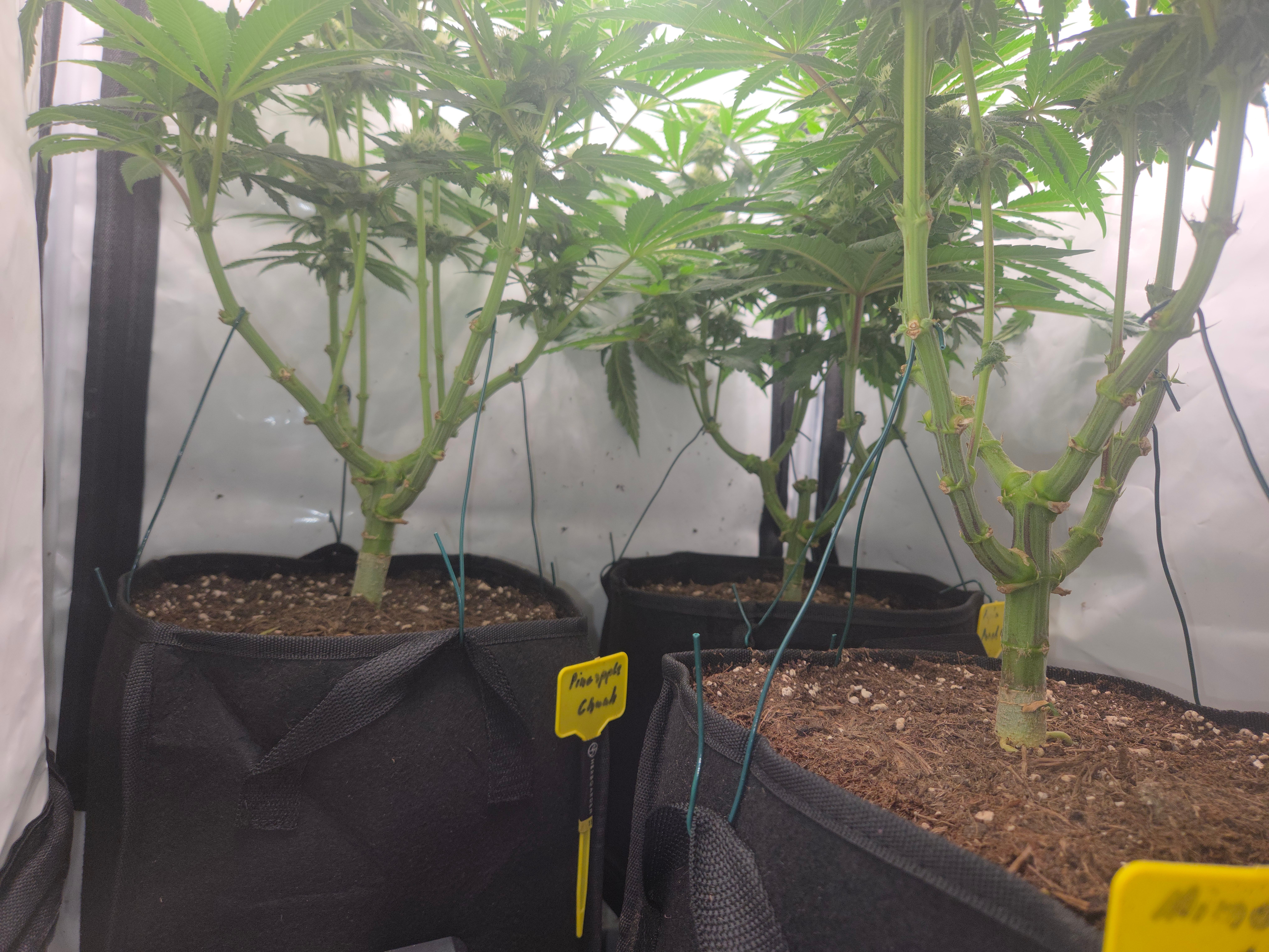 Biscotti πͺβοΈ growlog photo 129