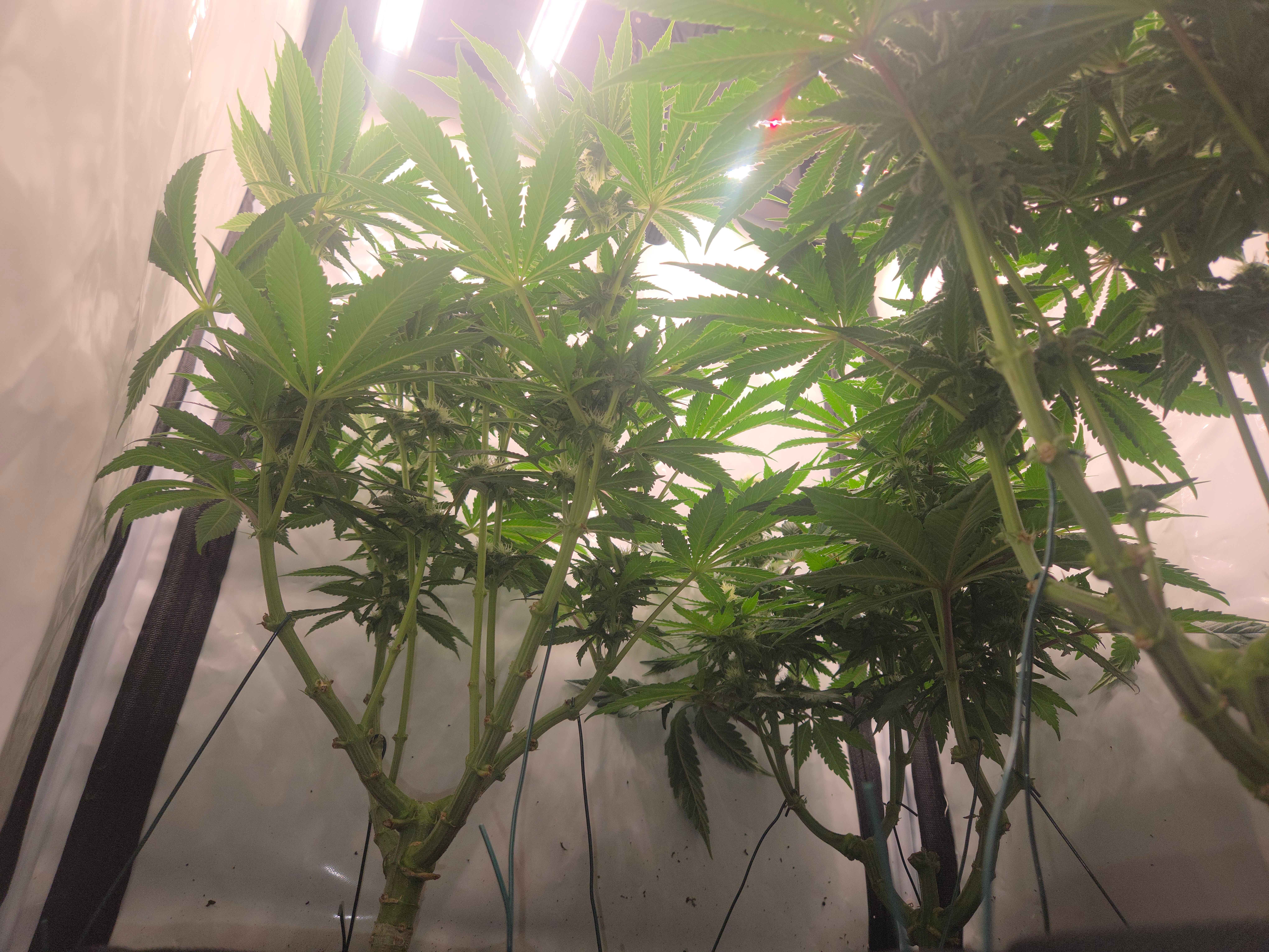 Biscotti πͺβοΈ growlog photo 130