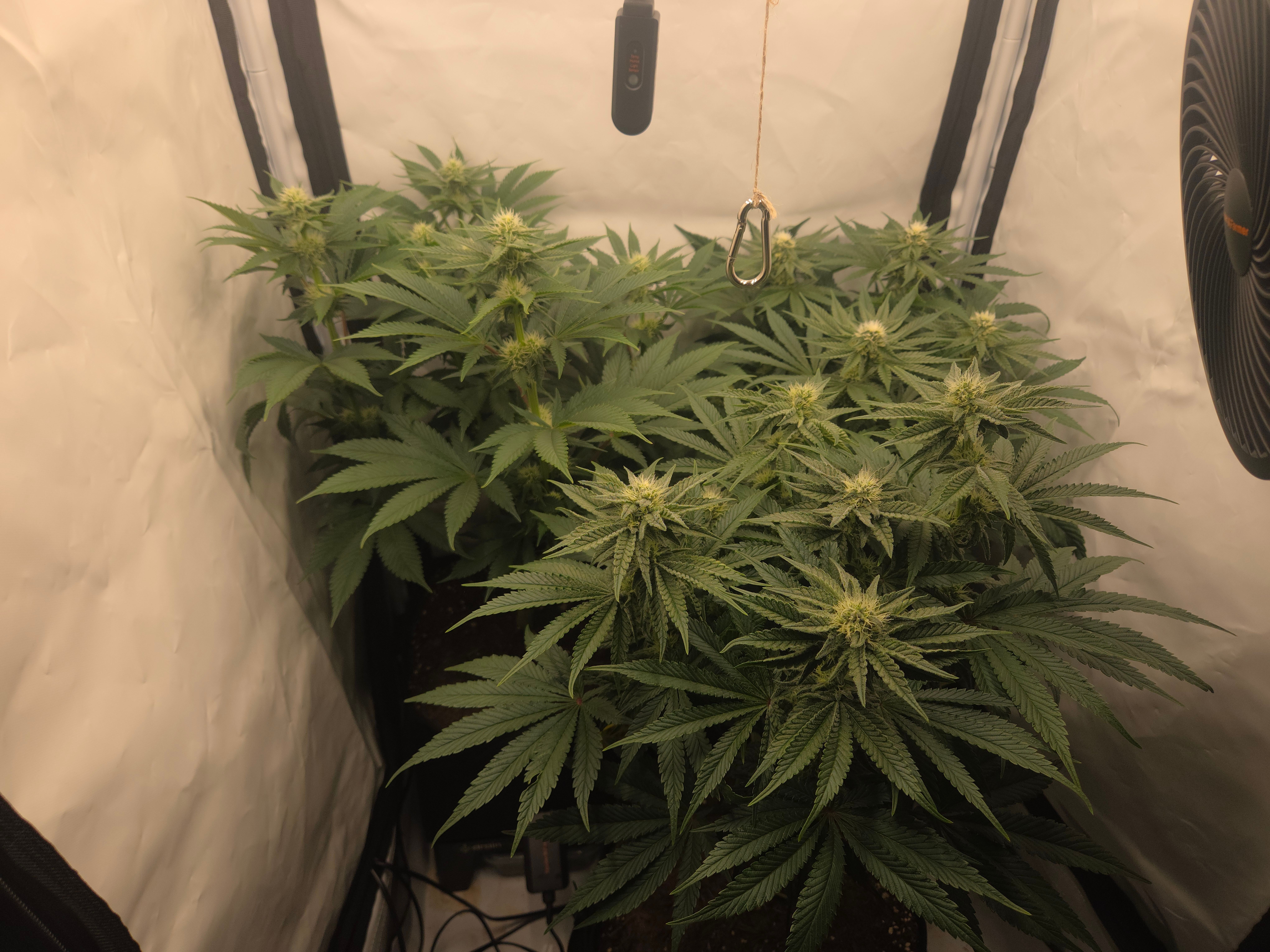 Biscotti πͺβοΈ growlog photo 131