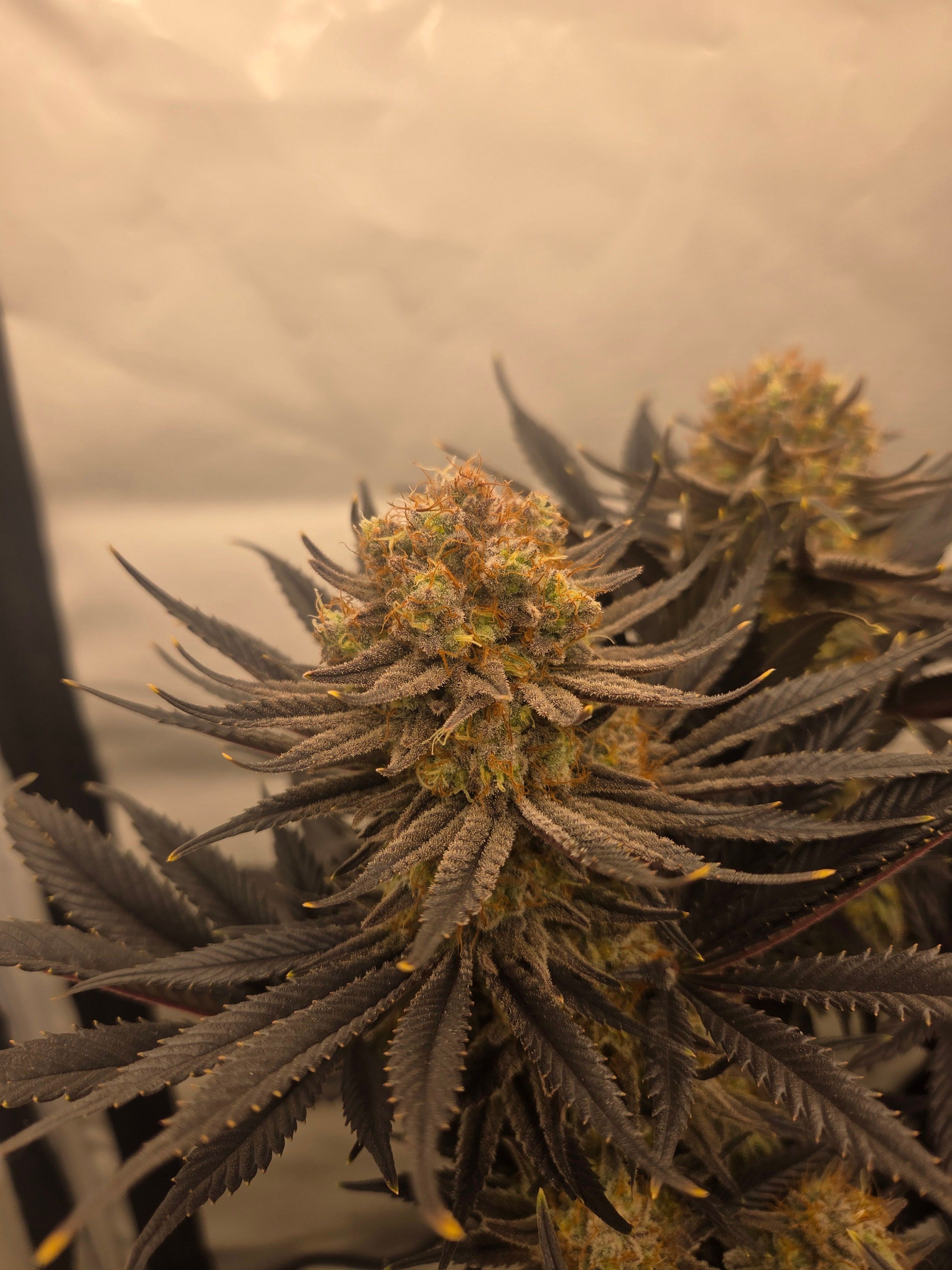 Biscotti πͺβοΈ growlog photo 133