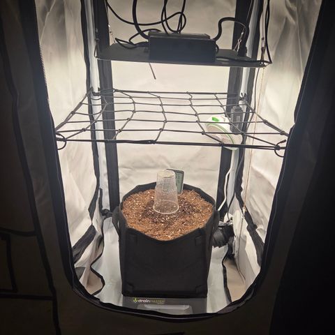 Biscotti 🍪☕️ growlog timeline photo