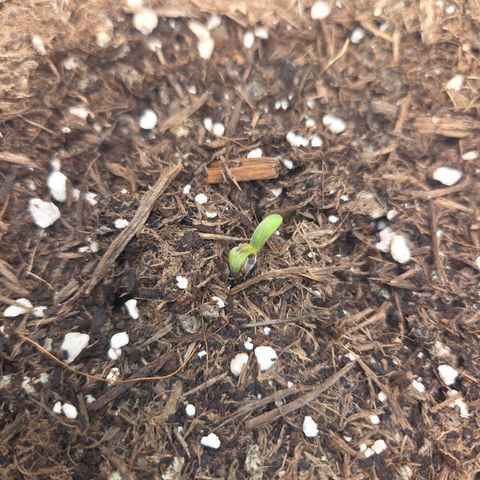 Biscotti 🍪☕️ growlog timeline photo